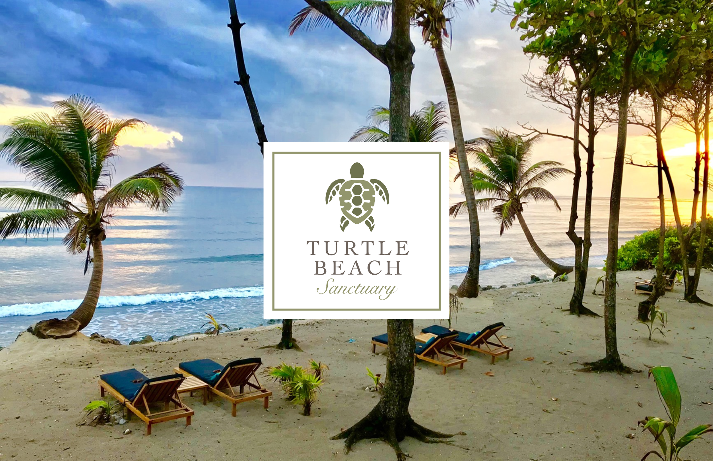 • turtle beach logo_for web.png