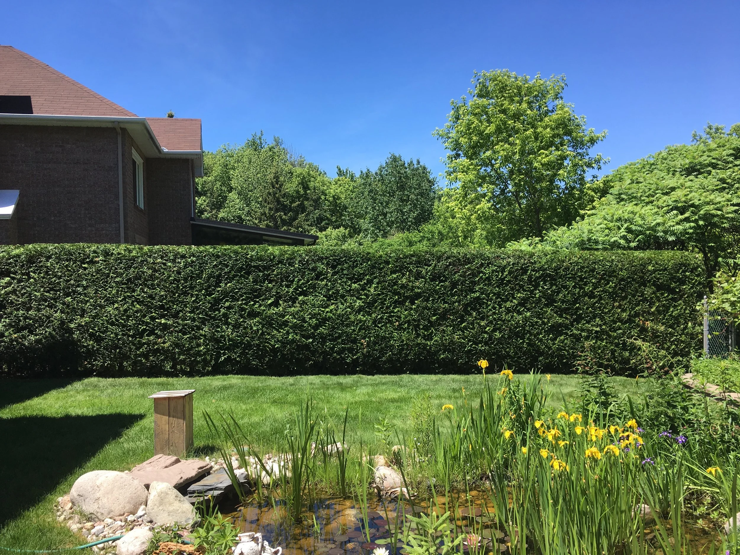 Topline Hedges Ottawa's Cedar Hedge Trimming Experts