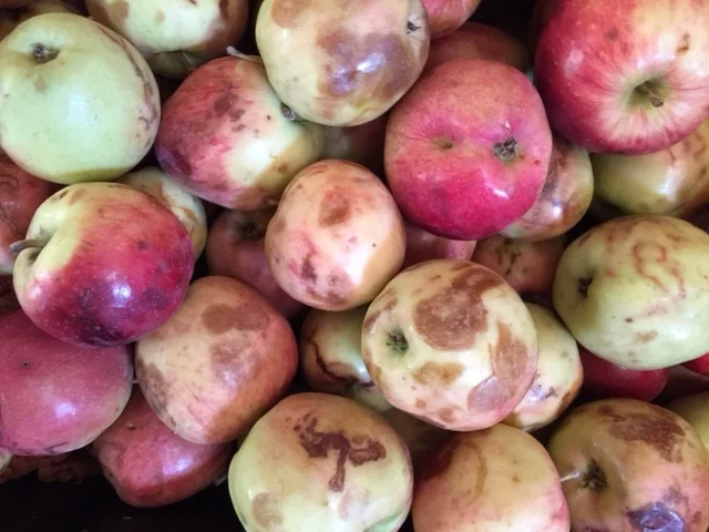 What to do with bruised apples