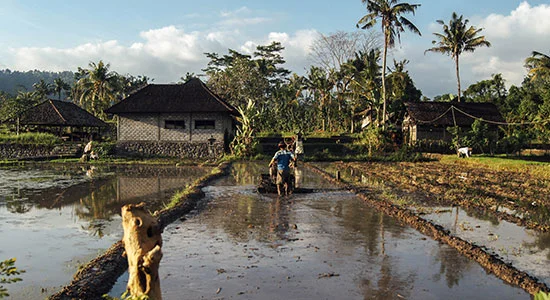 Smallholder Farmer