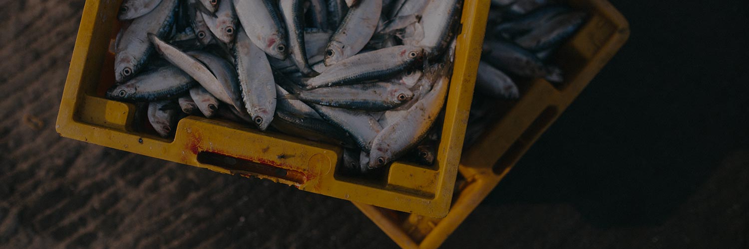 fish.jpg