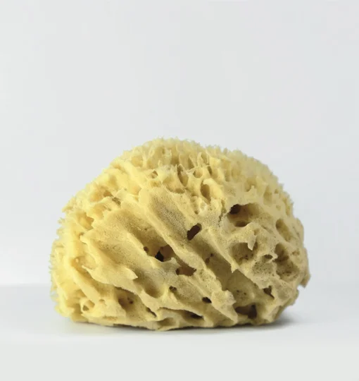 SPONGE-HONEYCOMB-LARGE.jpg