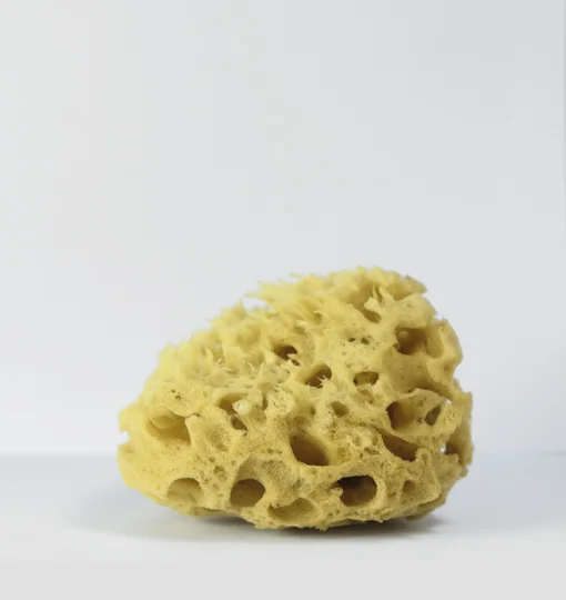 SPONGE-HONEYCOMB-MEDIUM-3.jpg