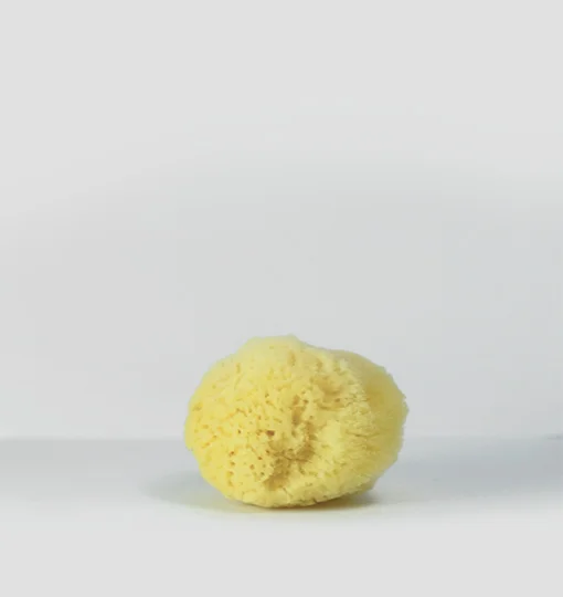 SPONGE-HONEYCOMB-SMALL-2.jpg
