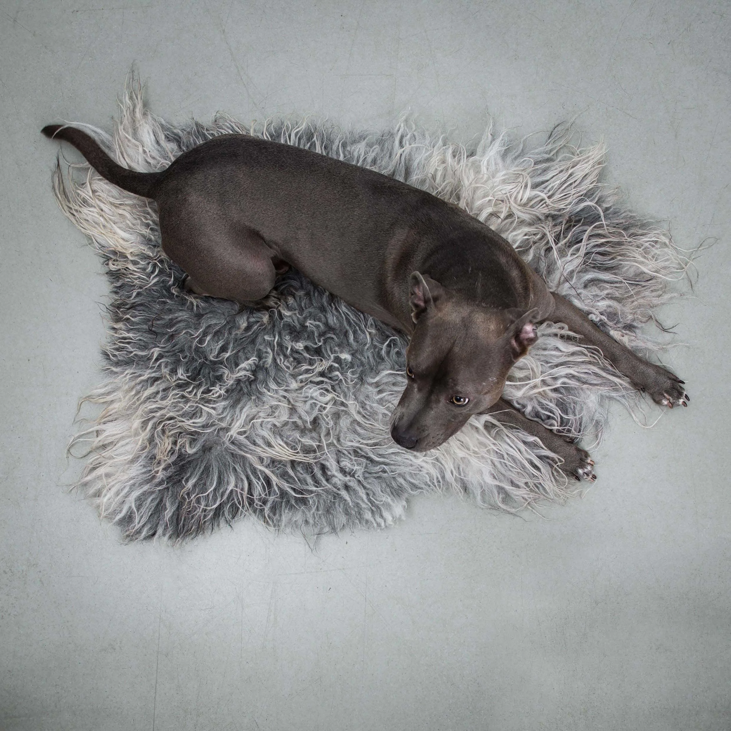 asher icelandic sheepskin throw light grey