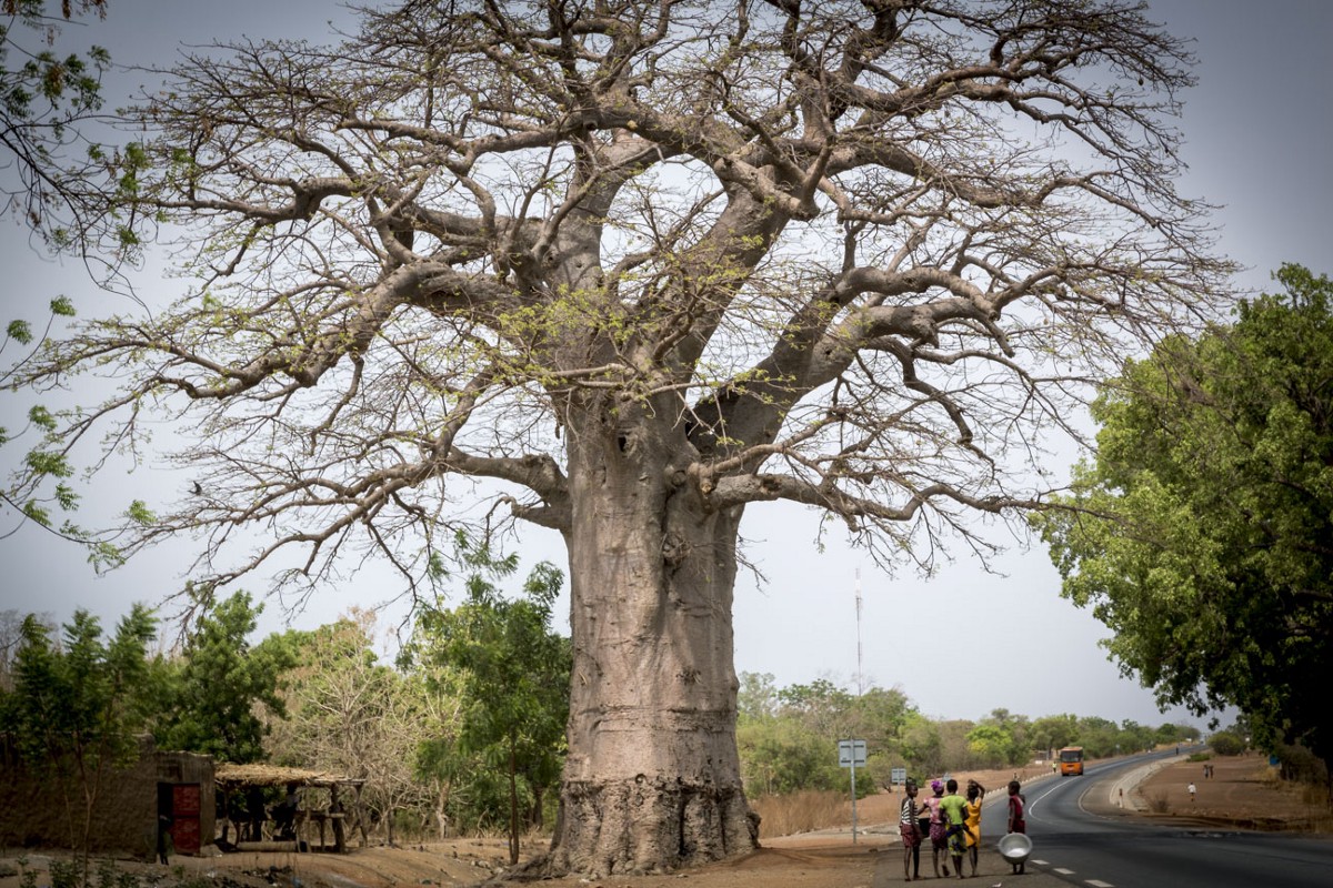 The magnificent baobab trees of Burkina Faso