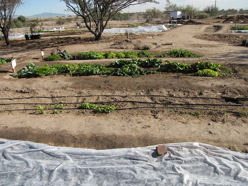 Desert Irrigation