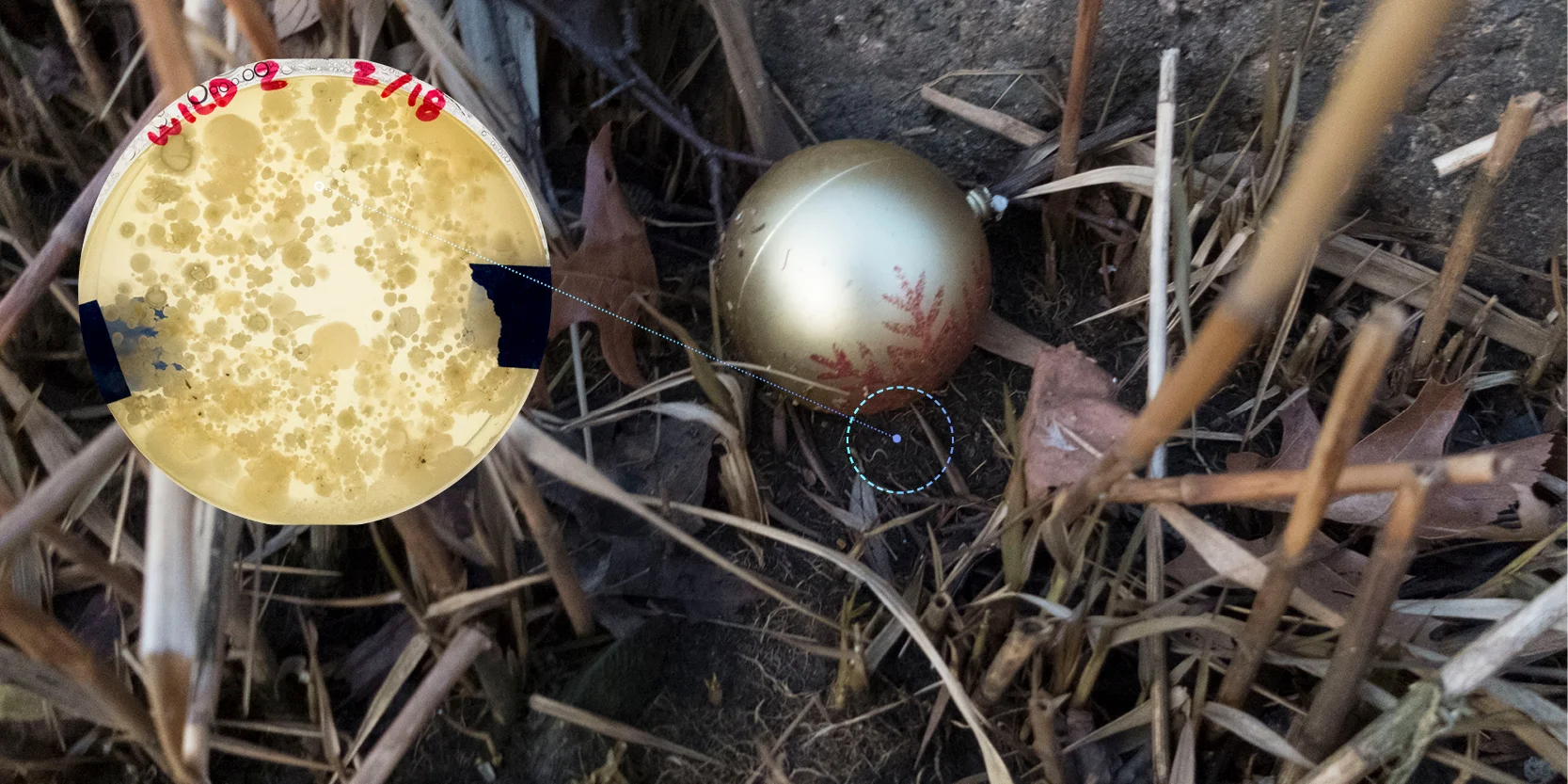 Wild2SampleCollection.jpg