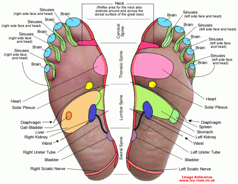 reflexology-chart3.gif
