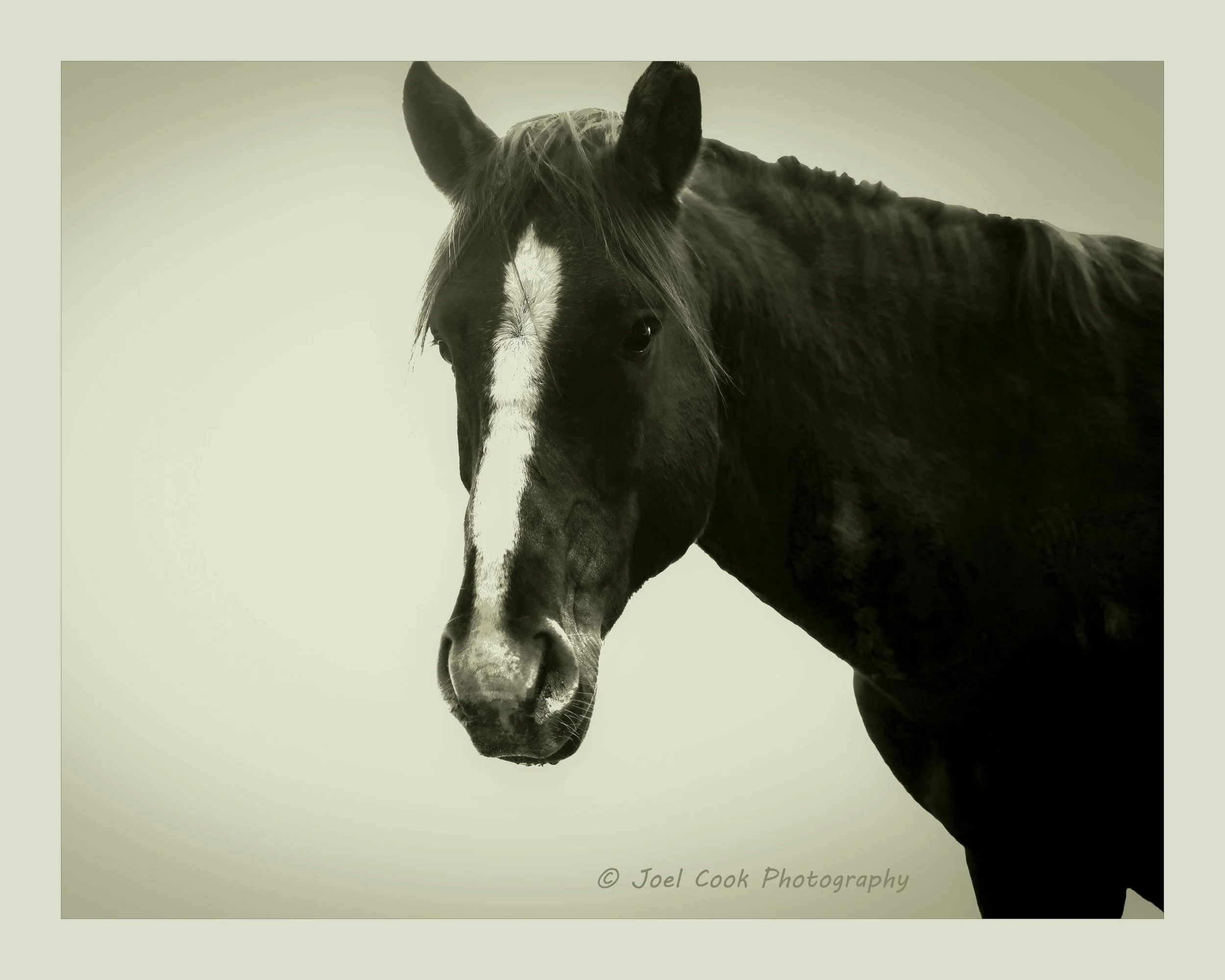 Salt River 310 16X20 w text.jpg