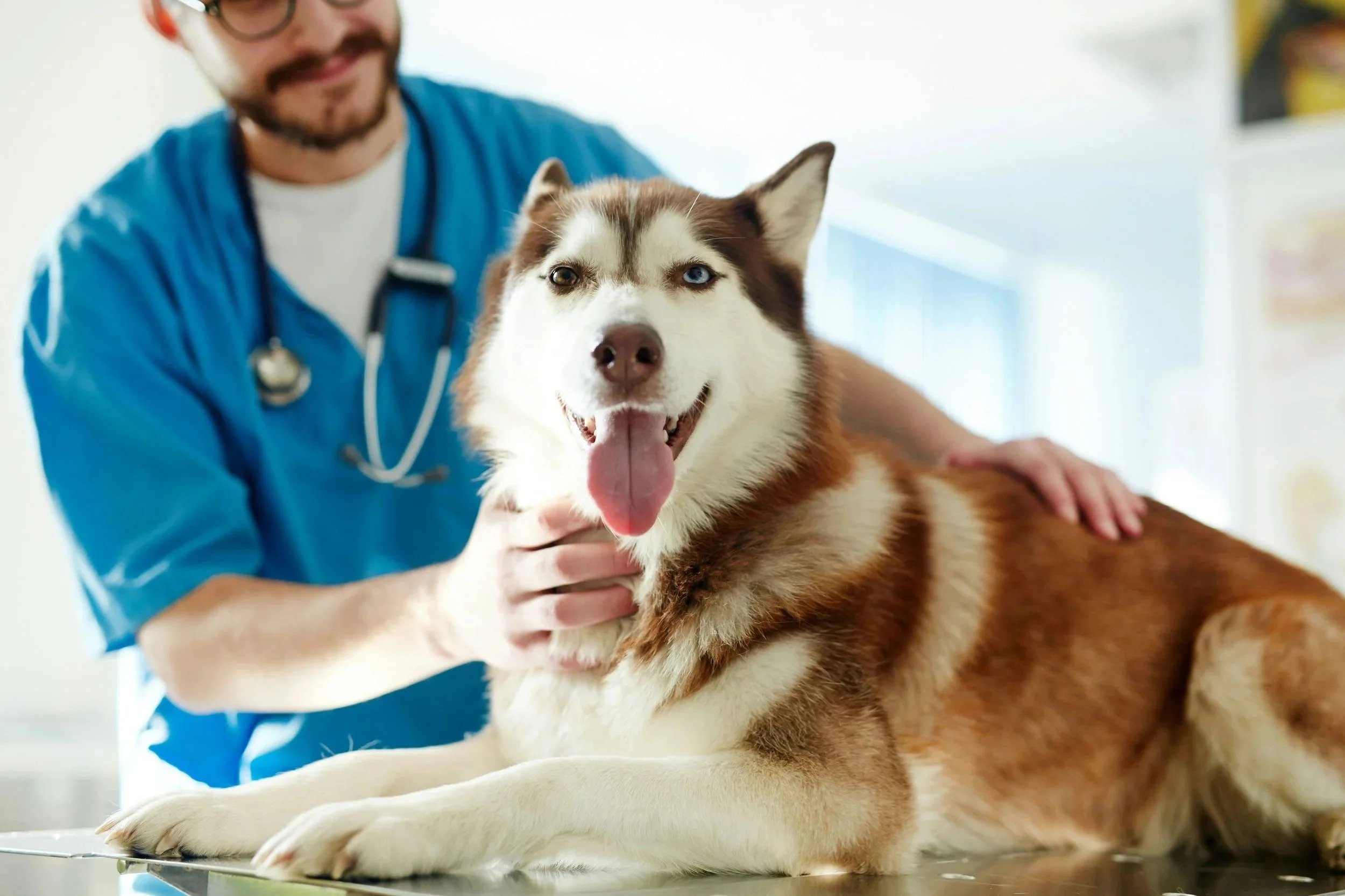 Veterinary Infusion Pumps: A Guide for Vet Clinics