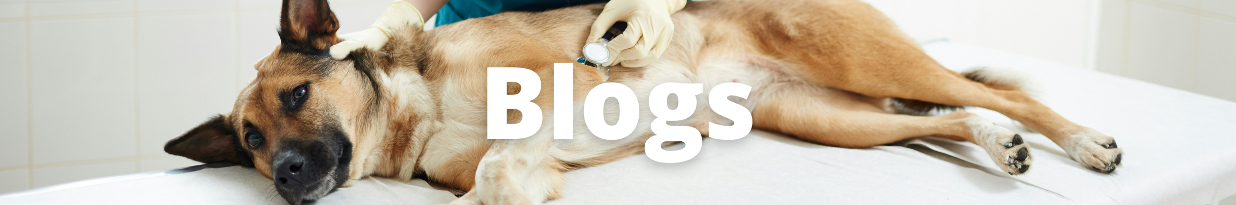 Blog page.png