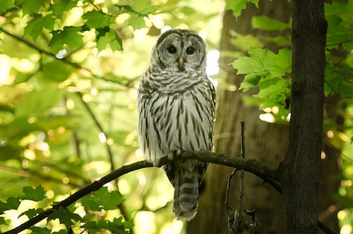 Upcoming Classes Owl Picture