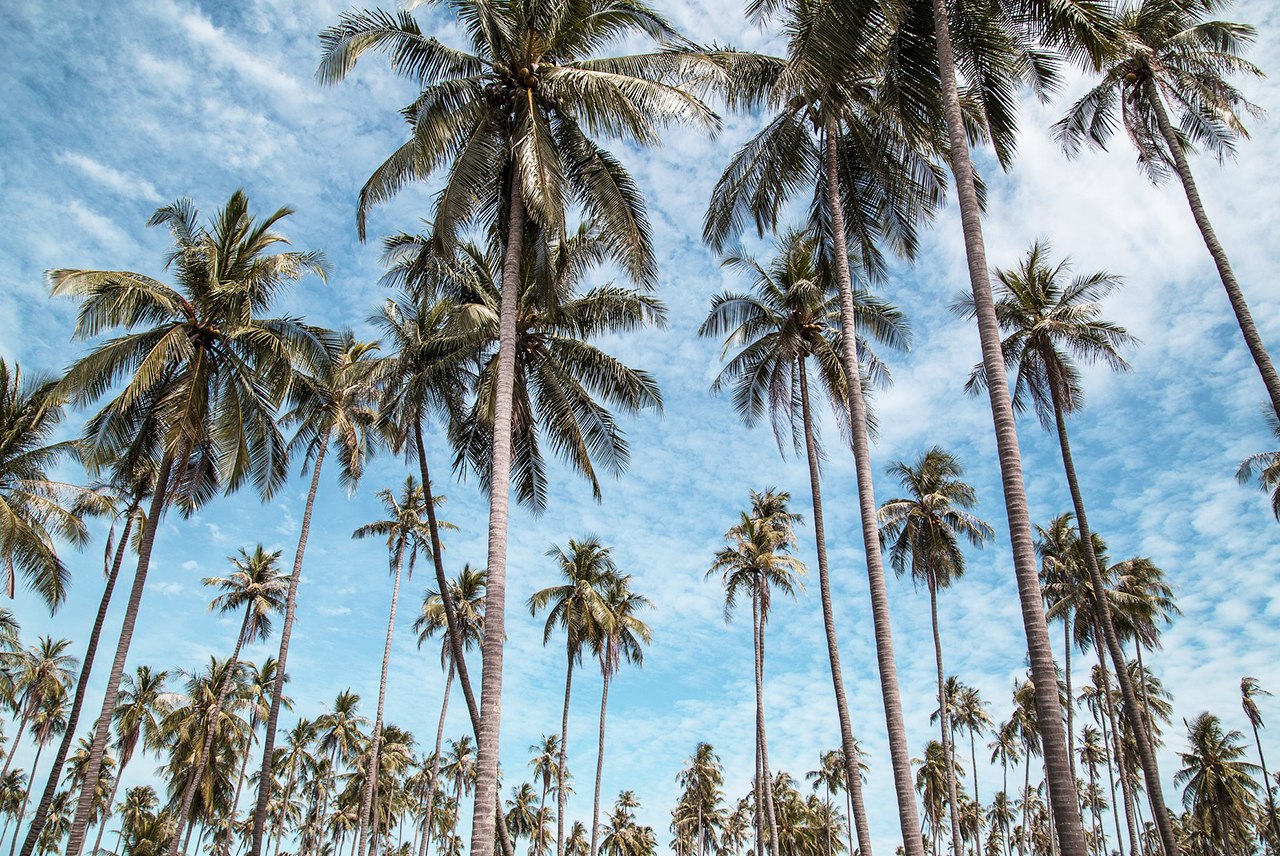 palm trees.jpg
