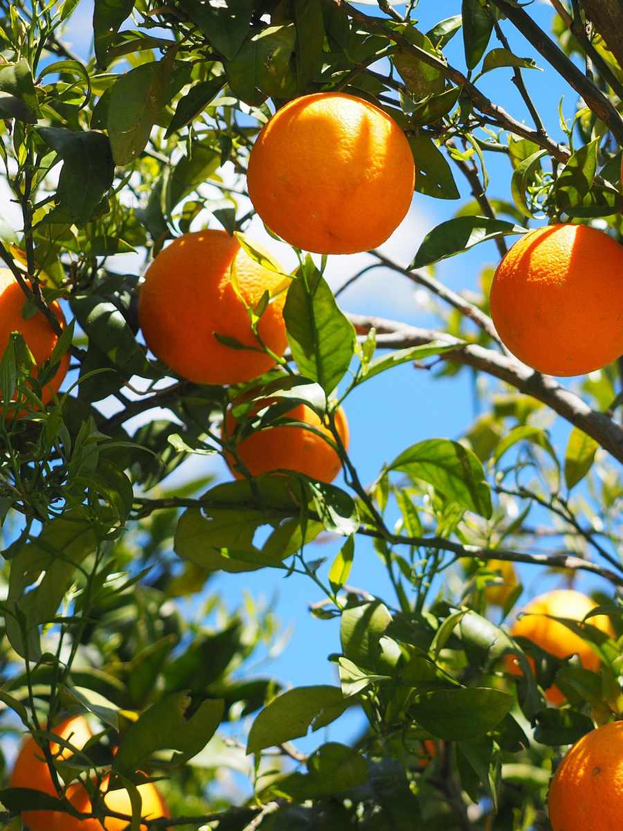 NOTE_MANDARIN.jpg