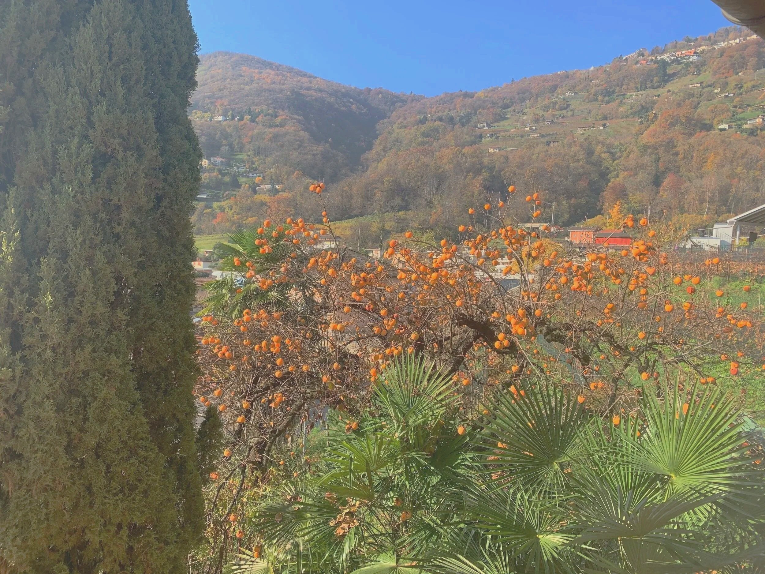 banner cachi fall .jpg