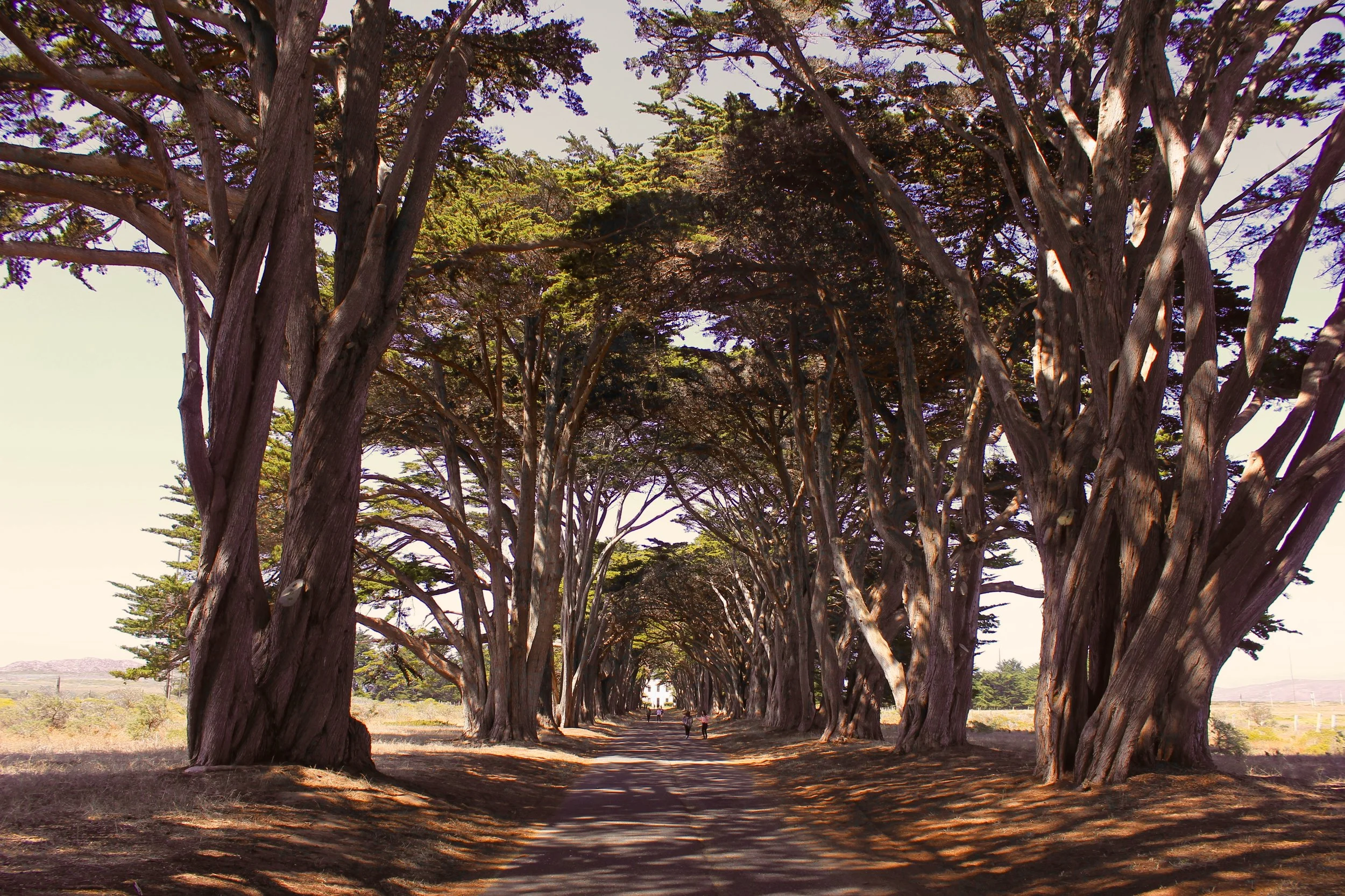 Tree Tunnel in Point Reyes