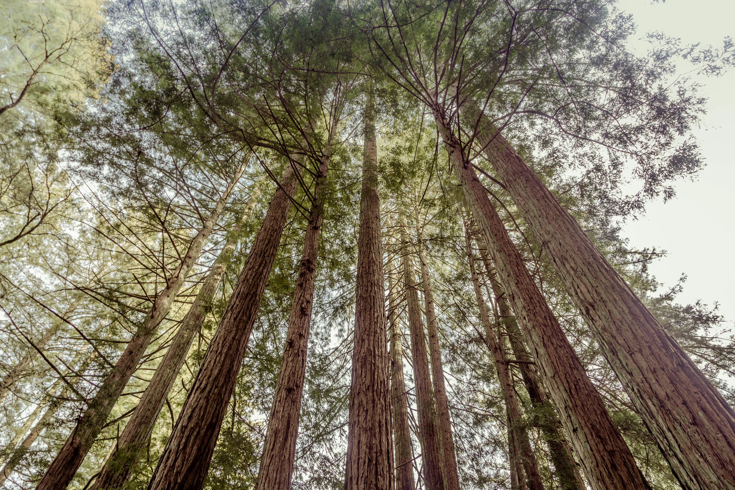 tree.jpg