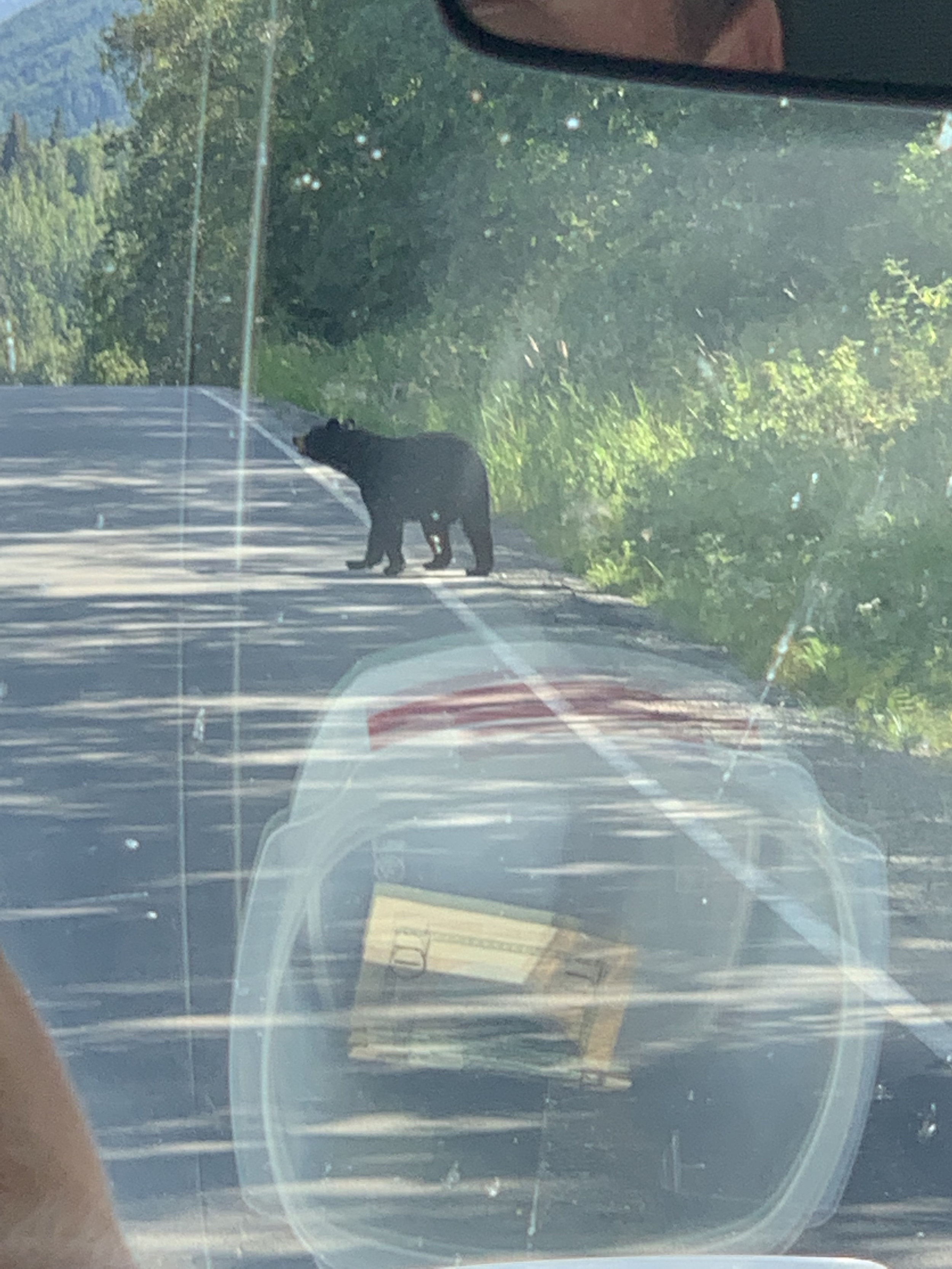 That bear wants that 10 bucks 