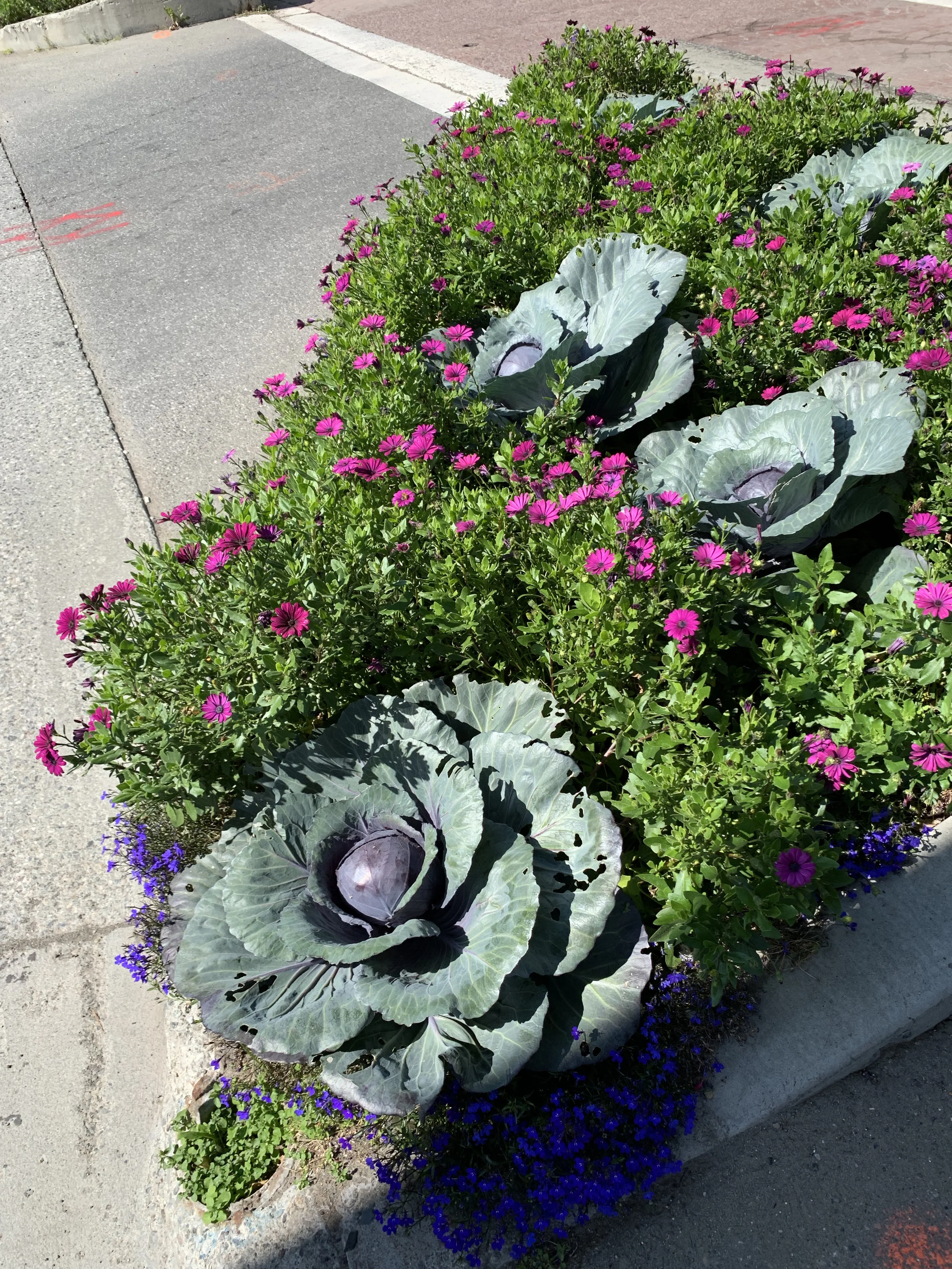 Look at that cabbage.jpg