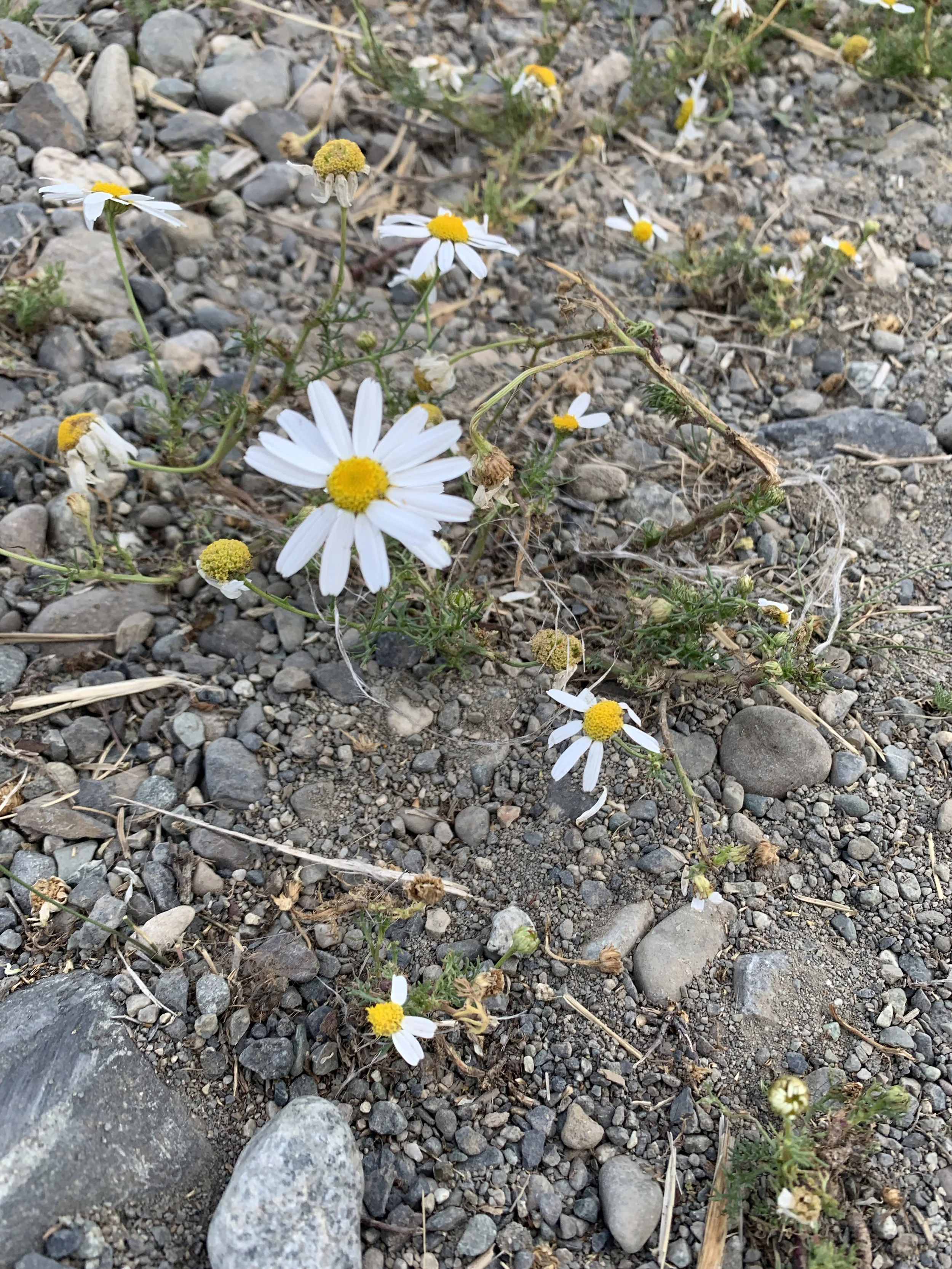 Under the Alaskan sun 
