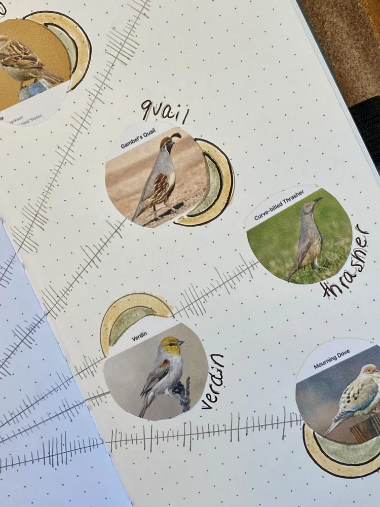 How to Write Bird Noises: Master Authentic Avian Sounds Easily