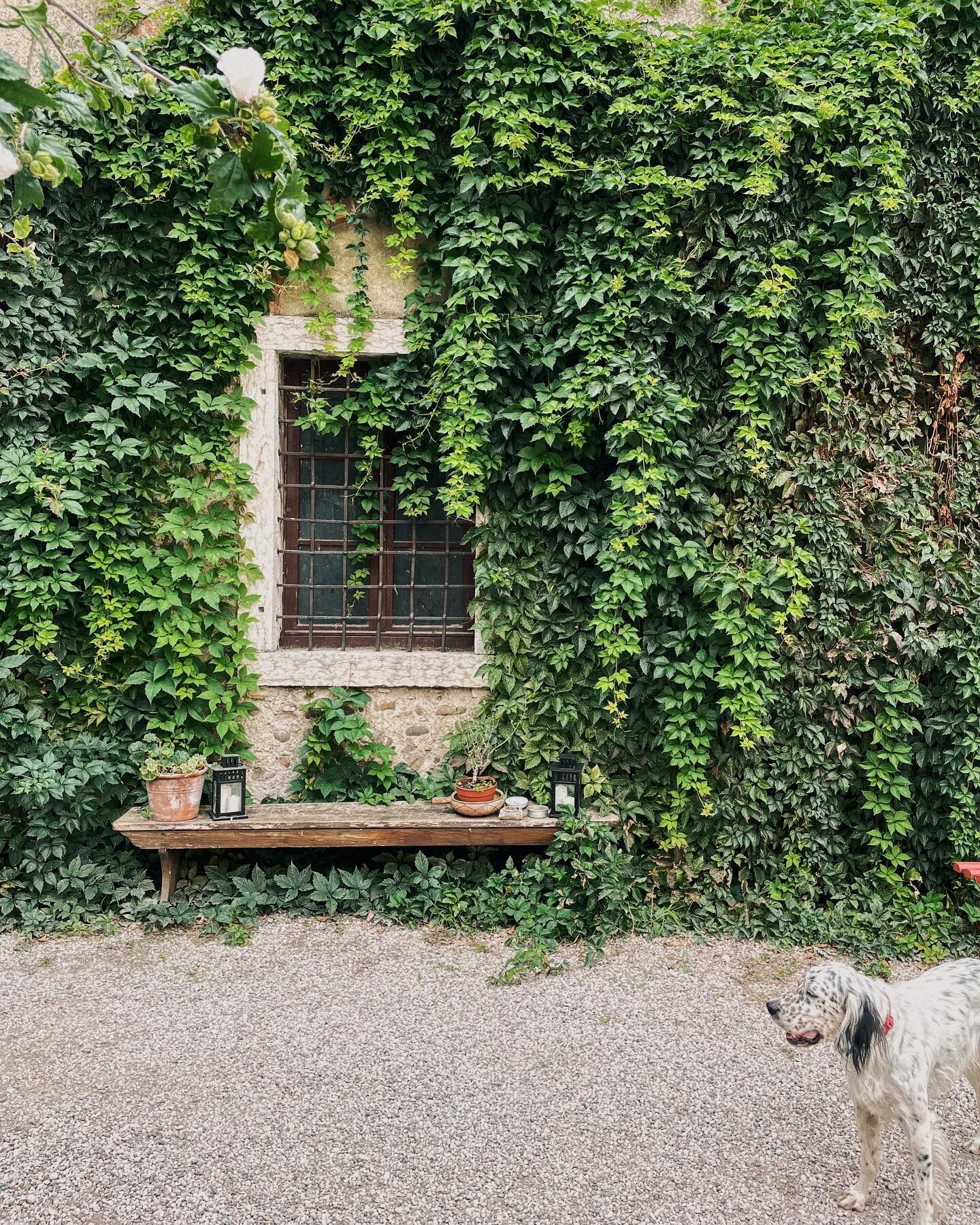 This cutie dog wanted us to follow him up the hill, he refused to go alone. He patiently waited for us to finish our lunch. So we followed his lead and it led to all of the vineyards and a fantastic city view. 🐶#doggietourguide