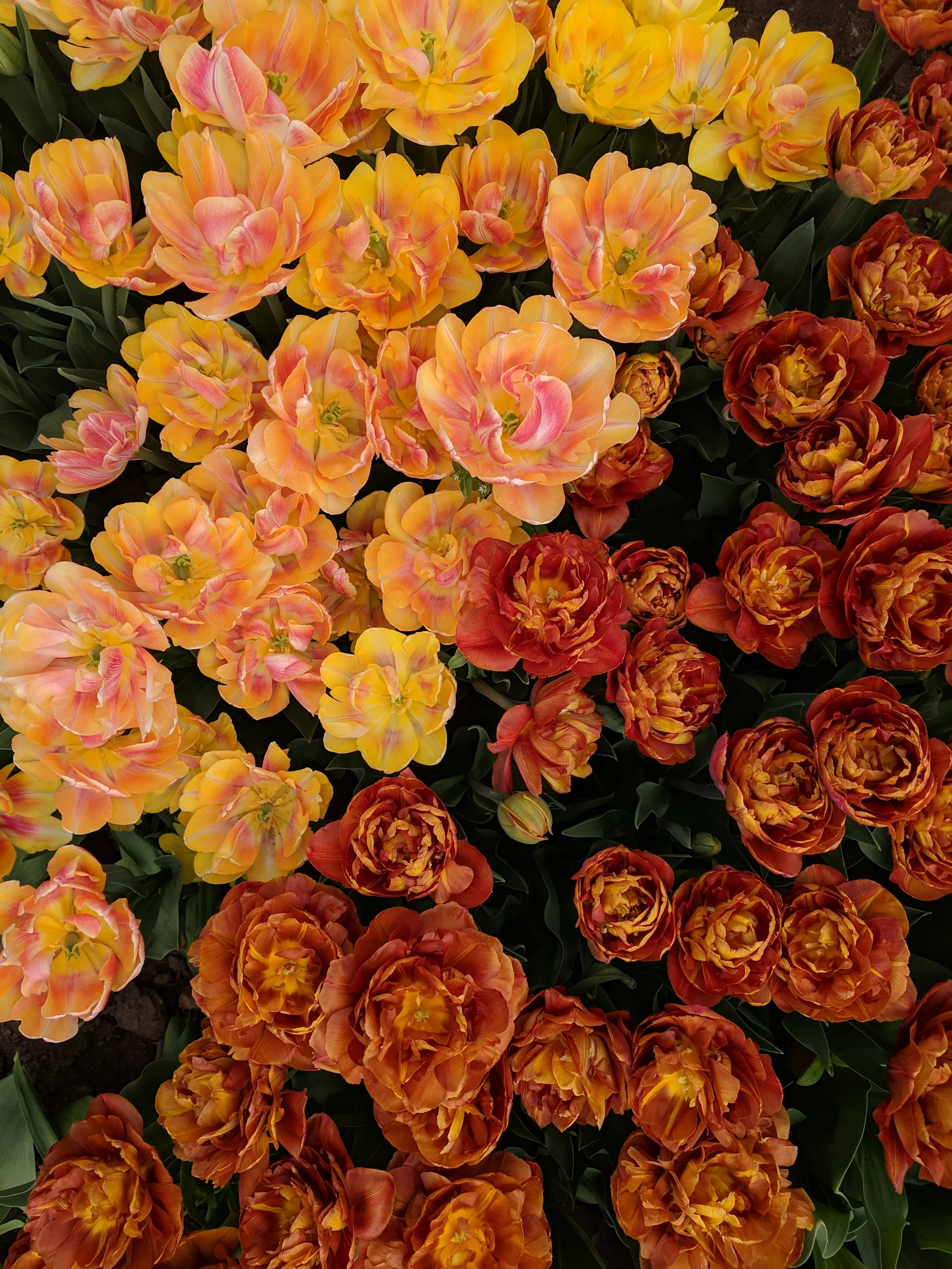 2019 Seasons in Review: Must-Grows to No-Gos