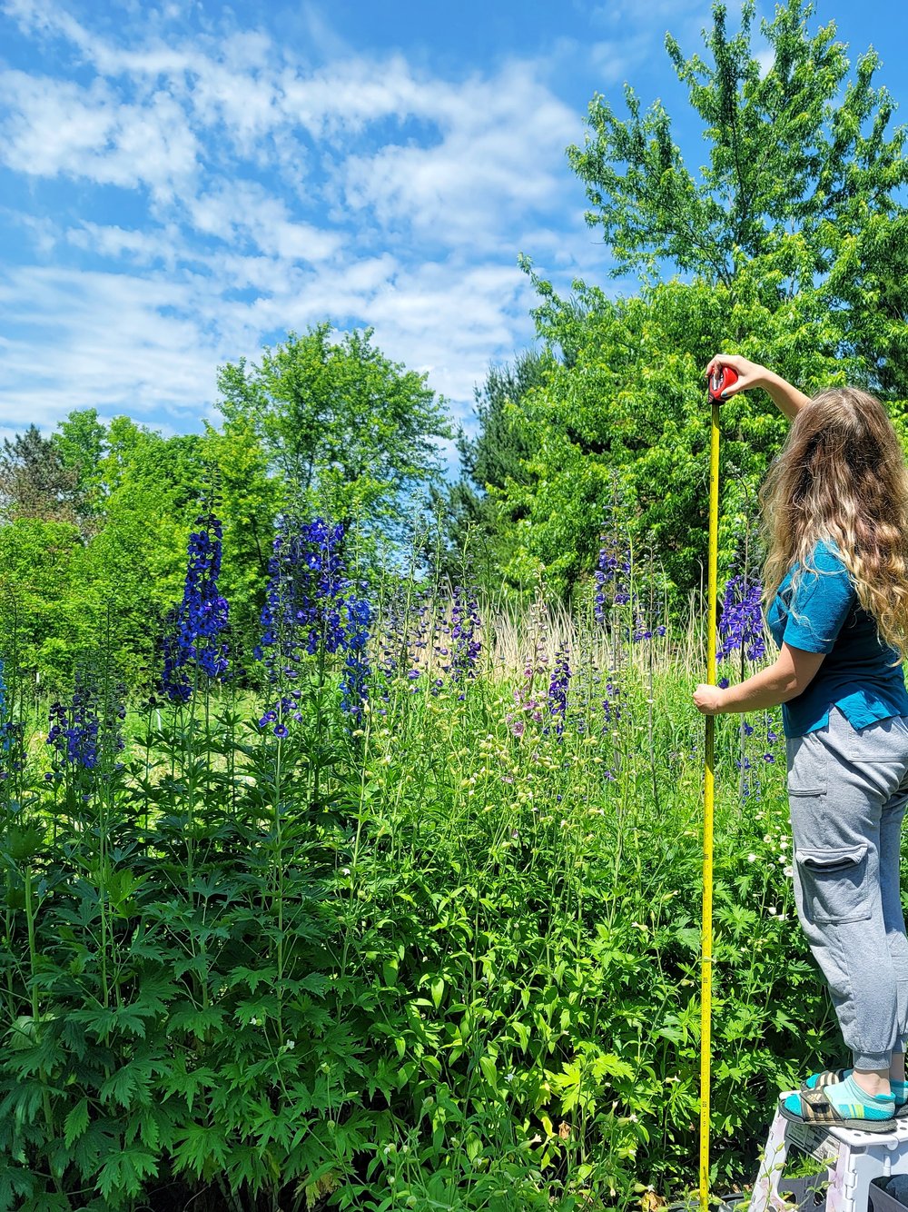 Dried Delphinium Bunch - Terrain