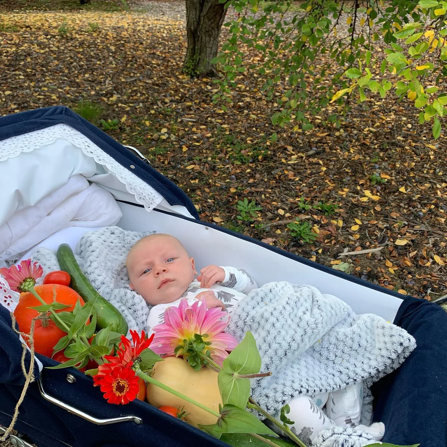 collecting some final samples from the garden while cruising in the family buggy