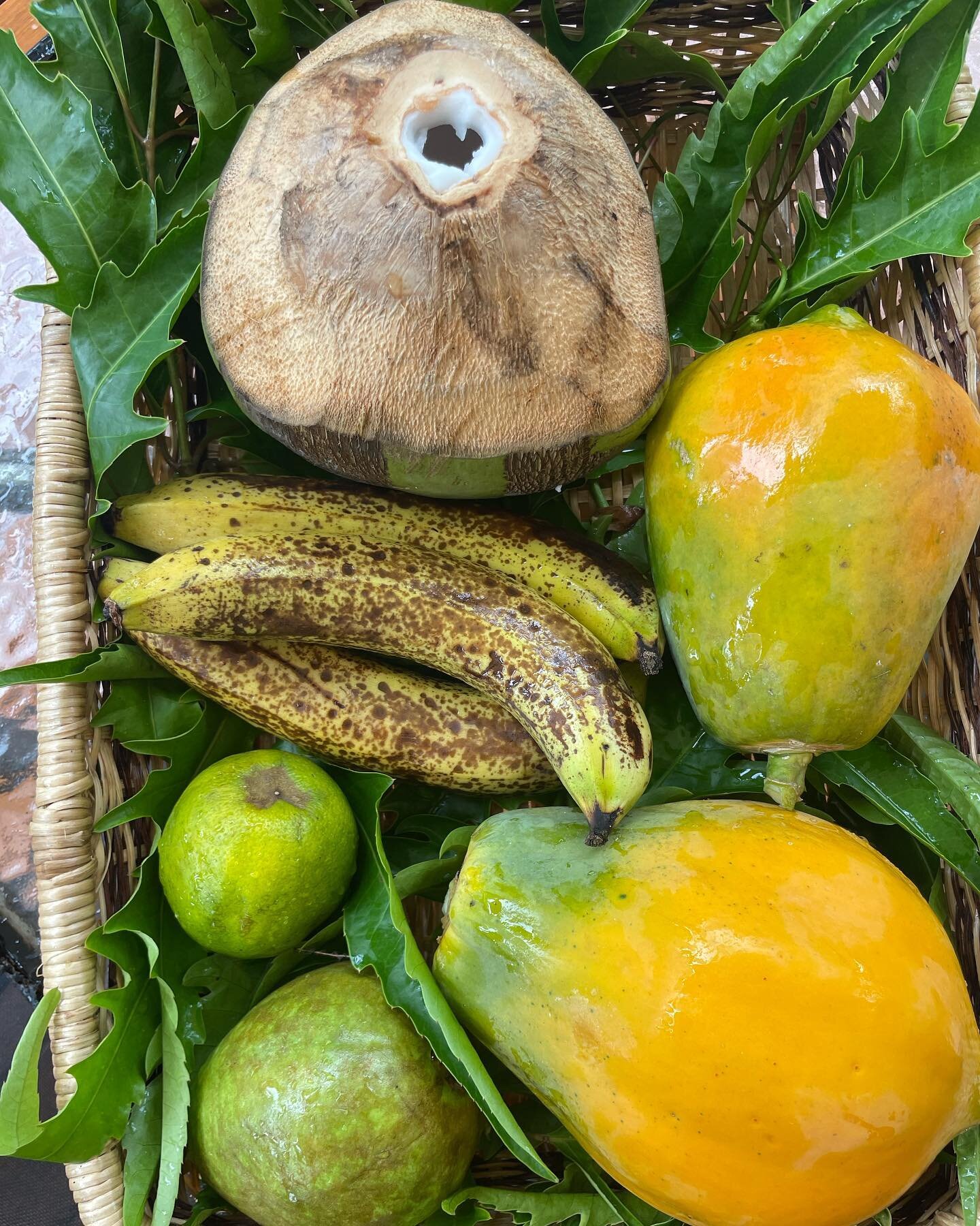 Backyard Harvest. 

#fiji #savusavu #southpacific #beachhouse #nativeland #backyardharvest #greencoconut #guava #lemon #lime #papaya #banana