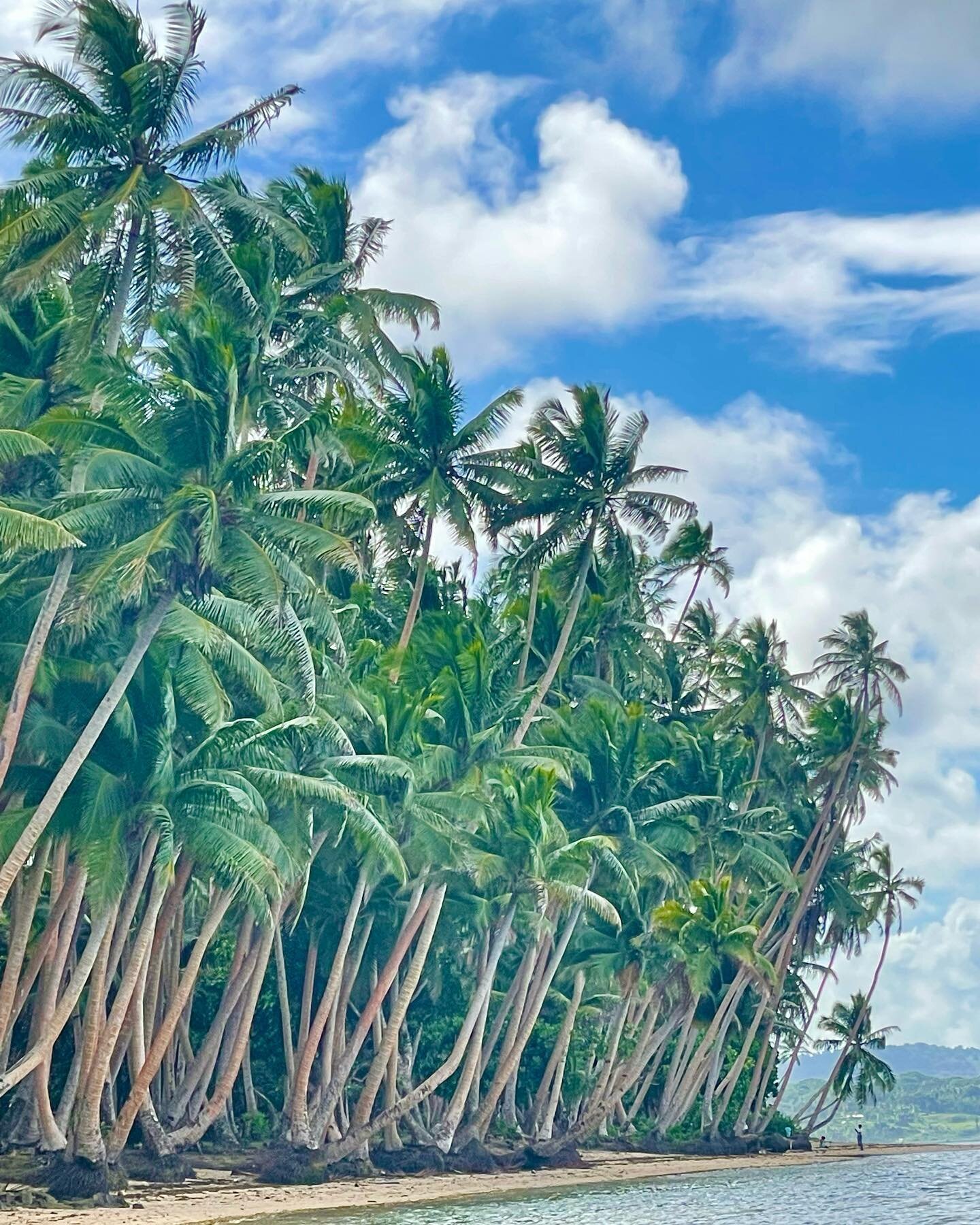 My Beach. This grove of palm trees never ceases to amaze me. 

#fiji #fijiislands🌴 #savusavu #vanaulevuisland #southpacific