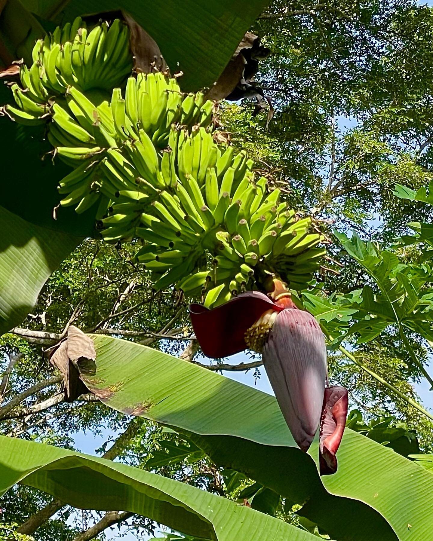 Bananas and Papayas. All Day Long. 

#bananas #papayas #fruittrees #backyardharvest #fiji #savusavu #southpacific #seriouslyfreshfruit #vanaulevuisland