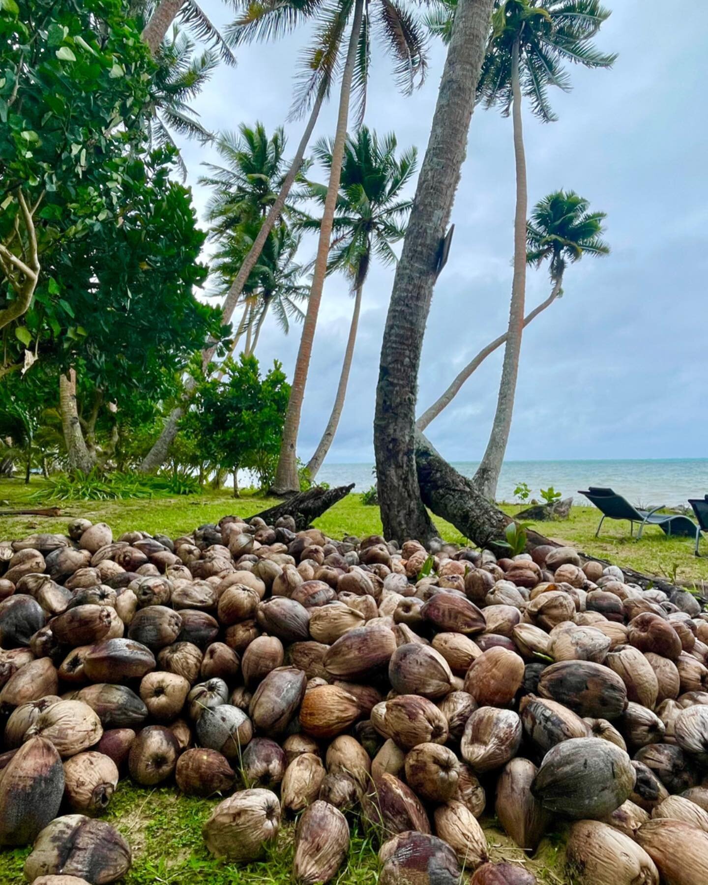 After the Rain. Coconut Collection. 

I asked about coconuts hitting people on the head and the response from my local Fijian friend Vili was, &ldquo;Silly Lara, coconuts don&rsquo;t land on people&rsquo;s heads! Coconuts have eyes too, they know whe