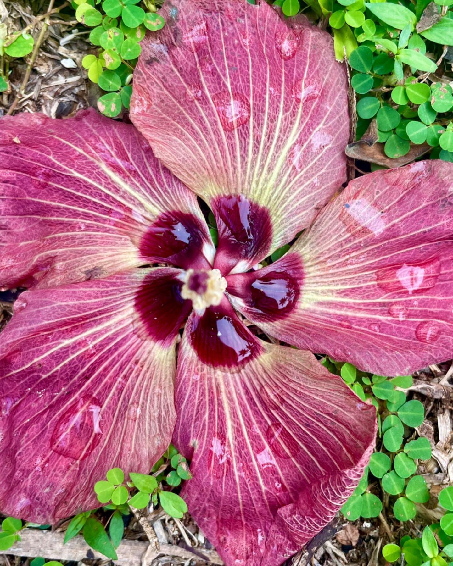 After the Rain. Hibiscus. 

#fiji #hibiscus #savusavu #southpacific