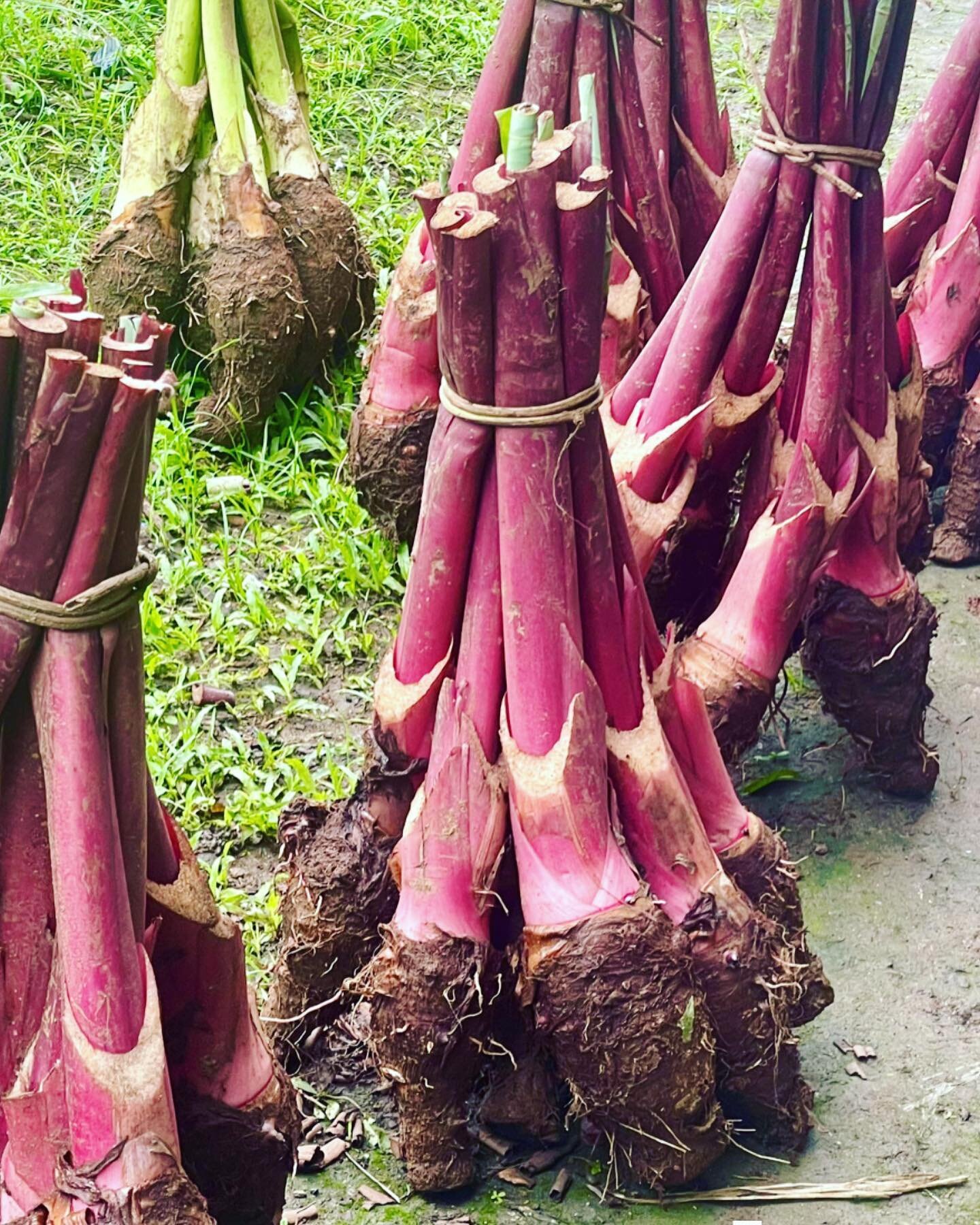 Taro. 

#farmersmarket #fiji #savusavu #produce #taro #taroroot #southpacific