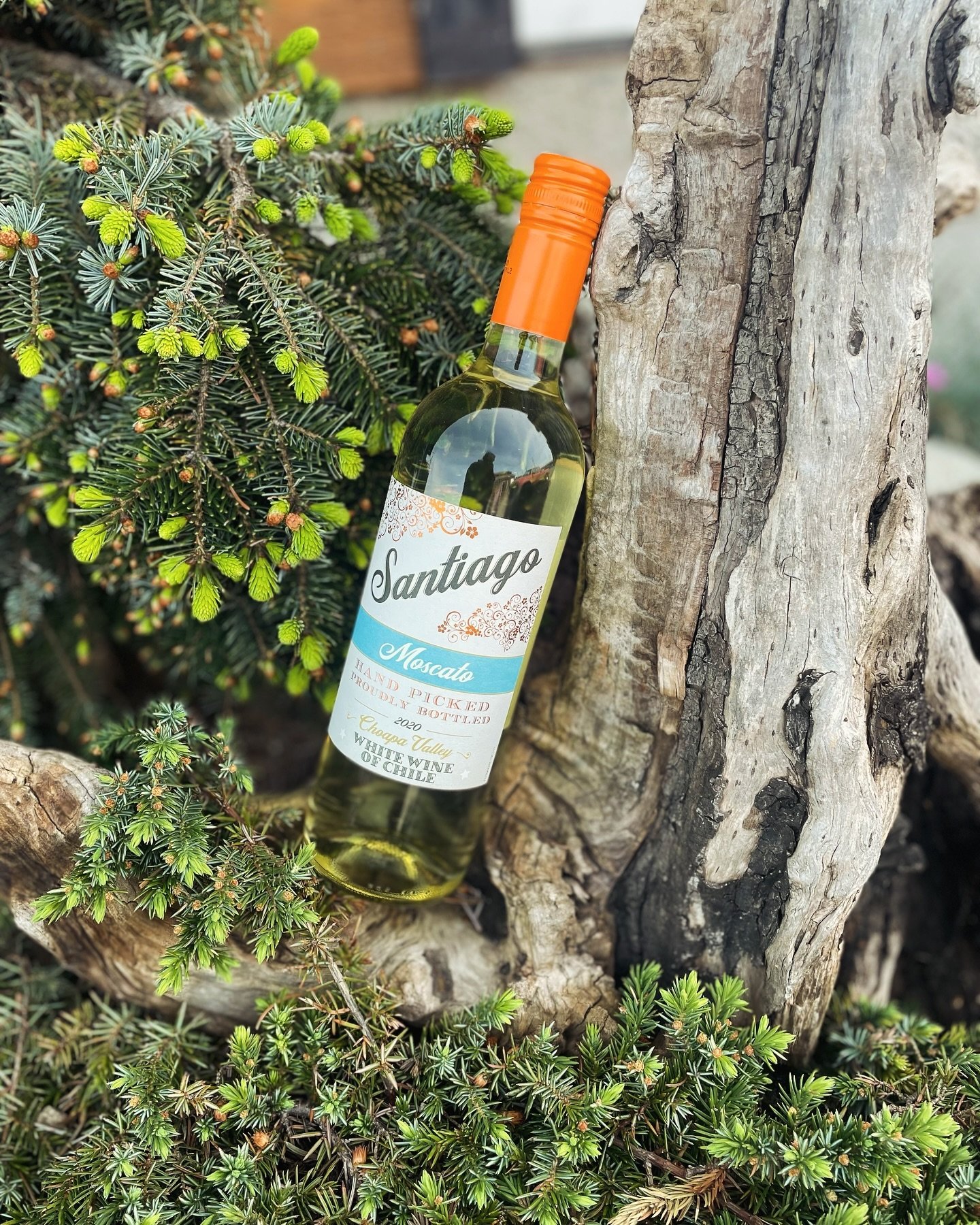 New wine at Railroad! Santiago Moscato&mdash;Made using grapes grown in the Choapa Valley in Chile. Santiago Moscato offers fresh floral notes, with off dry flavors of white peaches and honeycomb, $8. ABV: 12.5%.