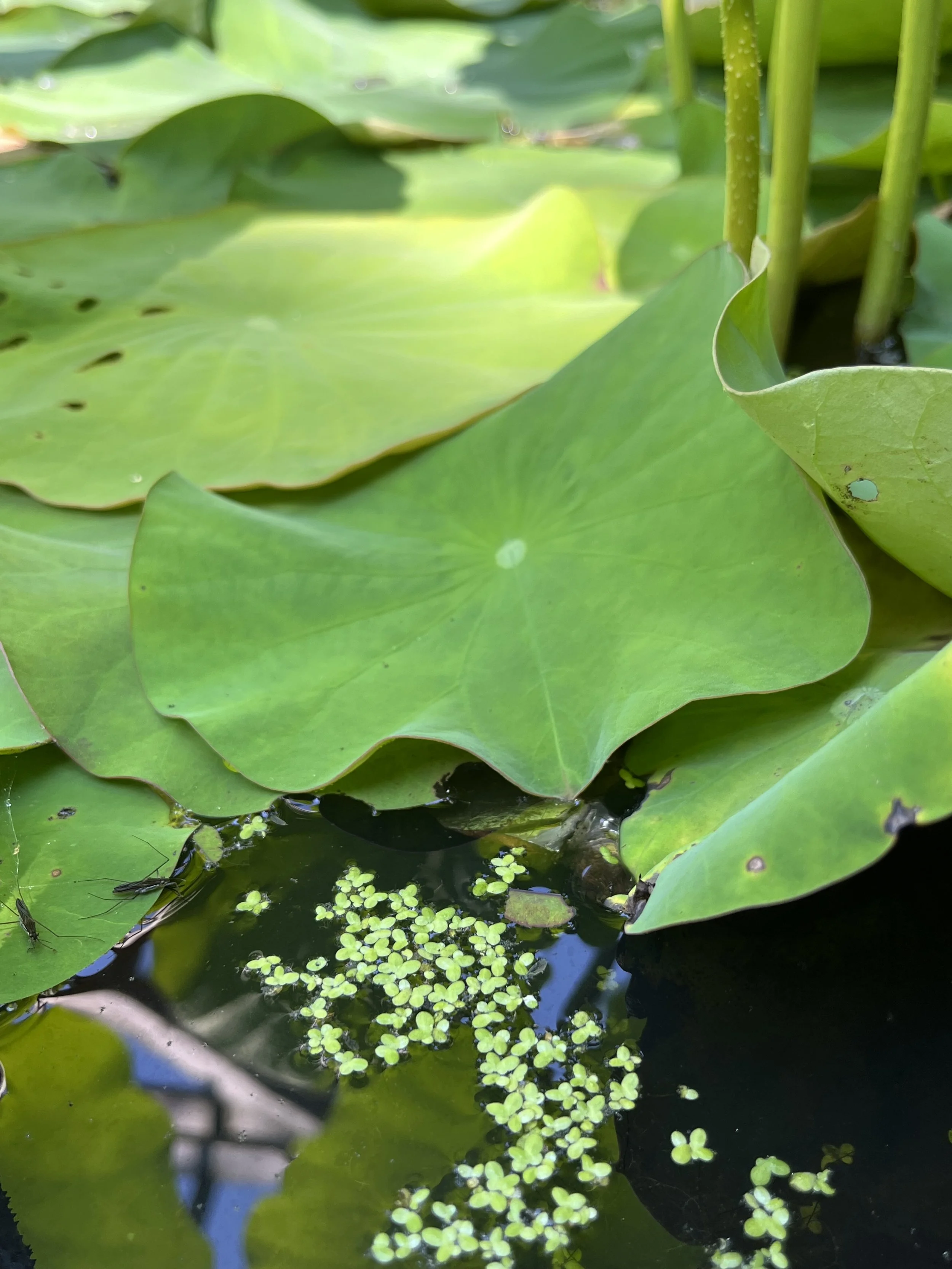 MWC "Lily Pad" Summer Open Studio