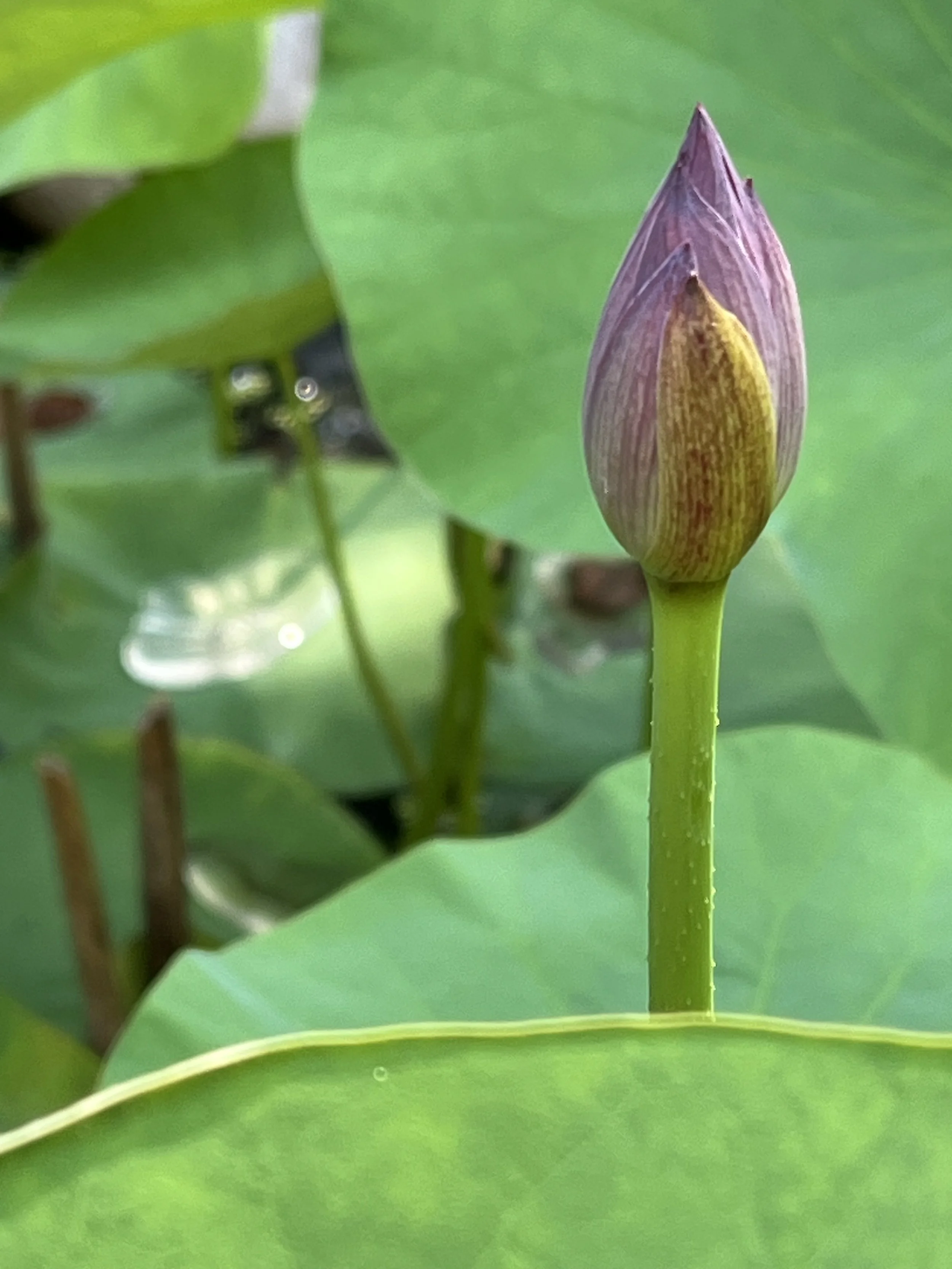 First Drafts due for Fall Gathering