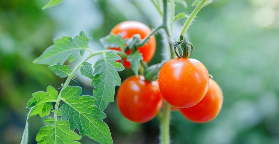 Des leçons spirituelles de mon plant de tomates