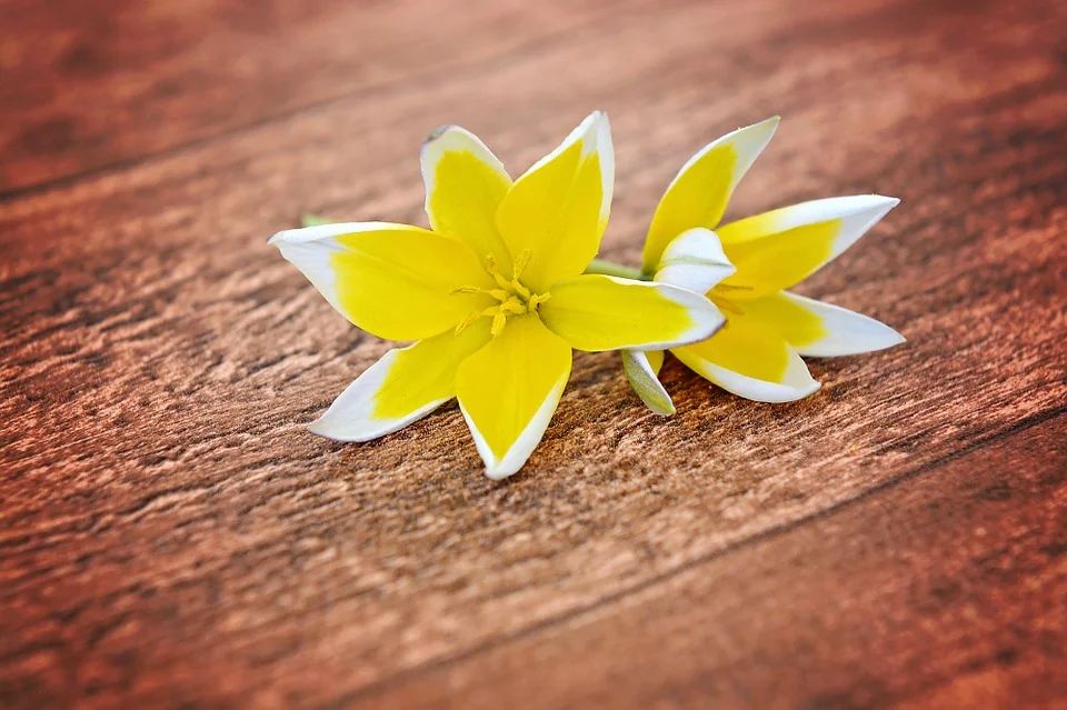 flowers-747206_960_720.jpg
