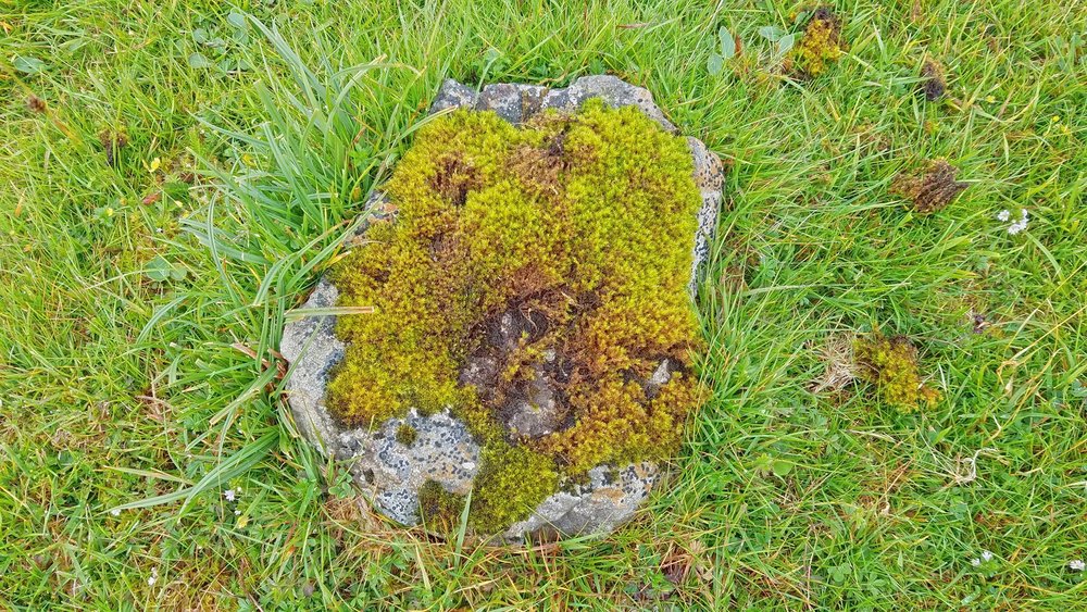 Dun Hallin Stone Moss.jpg