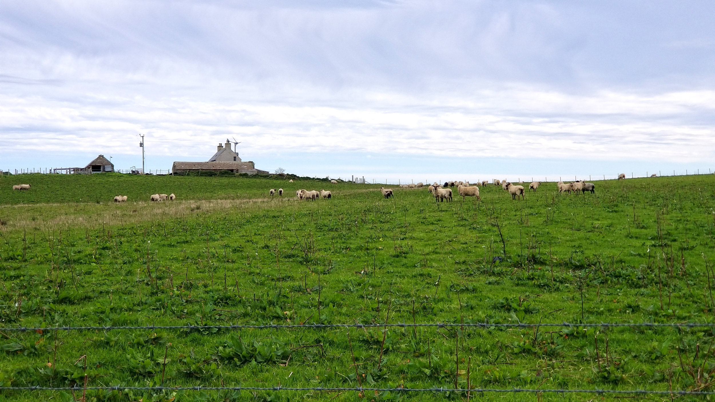 Wyre Sheep.jpg