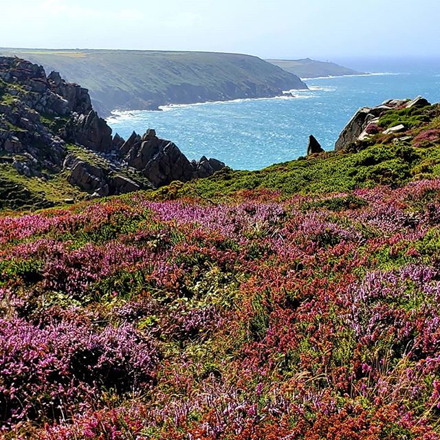 Endless #heather atop the #cliffs at #bosigran near #penzance , #cornwall a few weeks ago

#cornwallcoast #englandtourism #exploreengland  #england #travelengland #westcountry