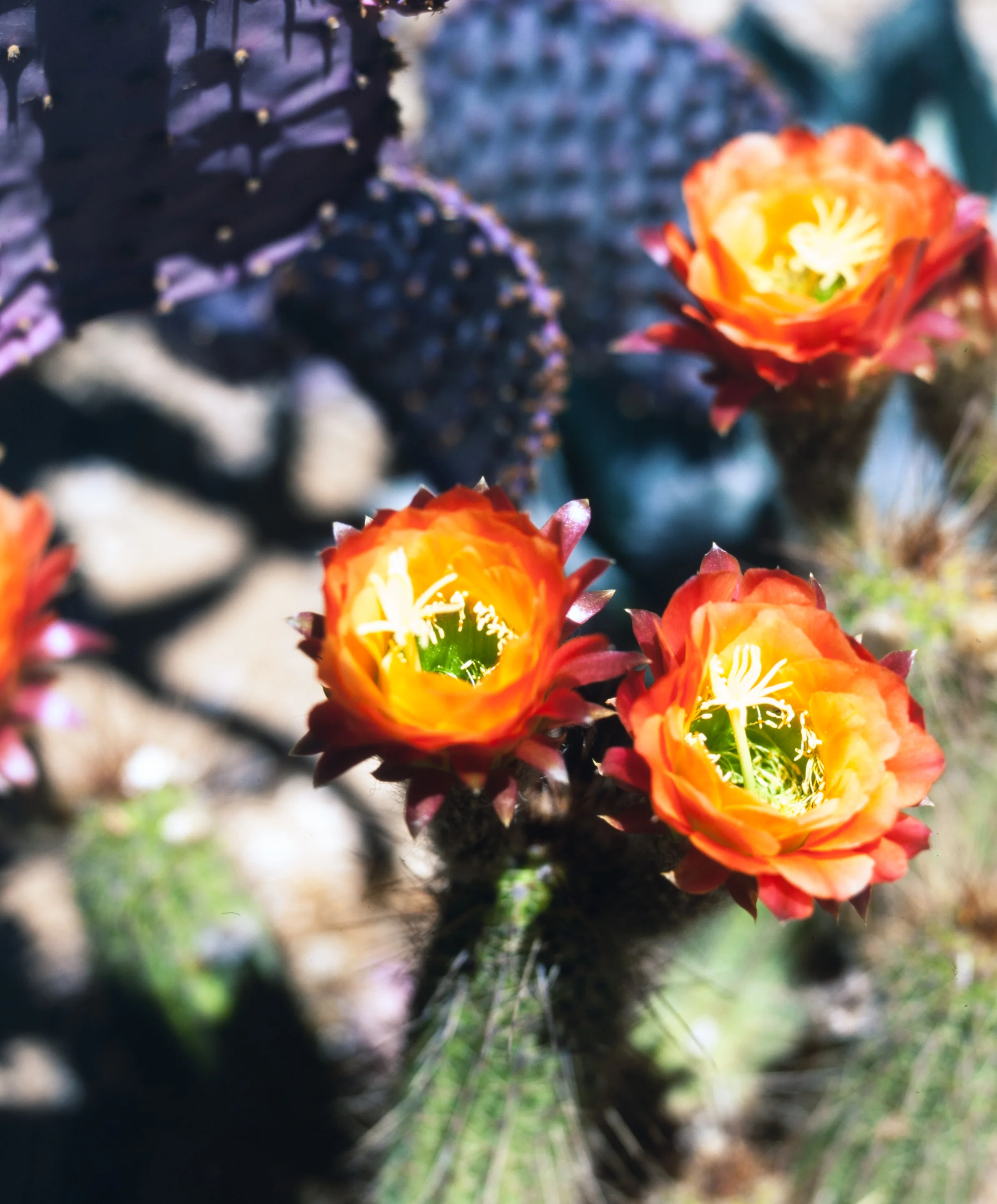 Cactus Blossoms 3 (Fuji Velvia 50)