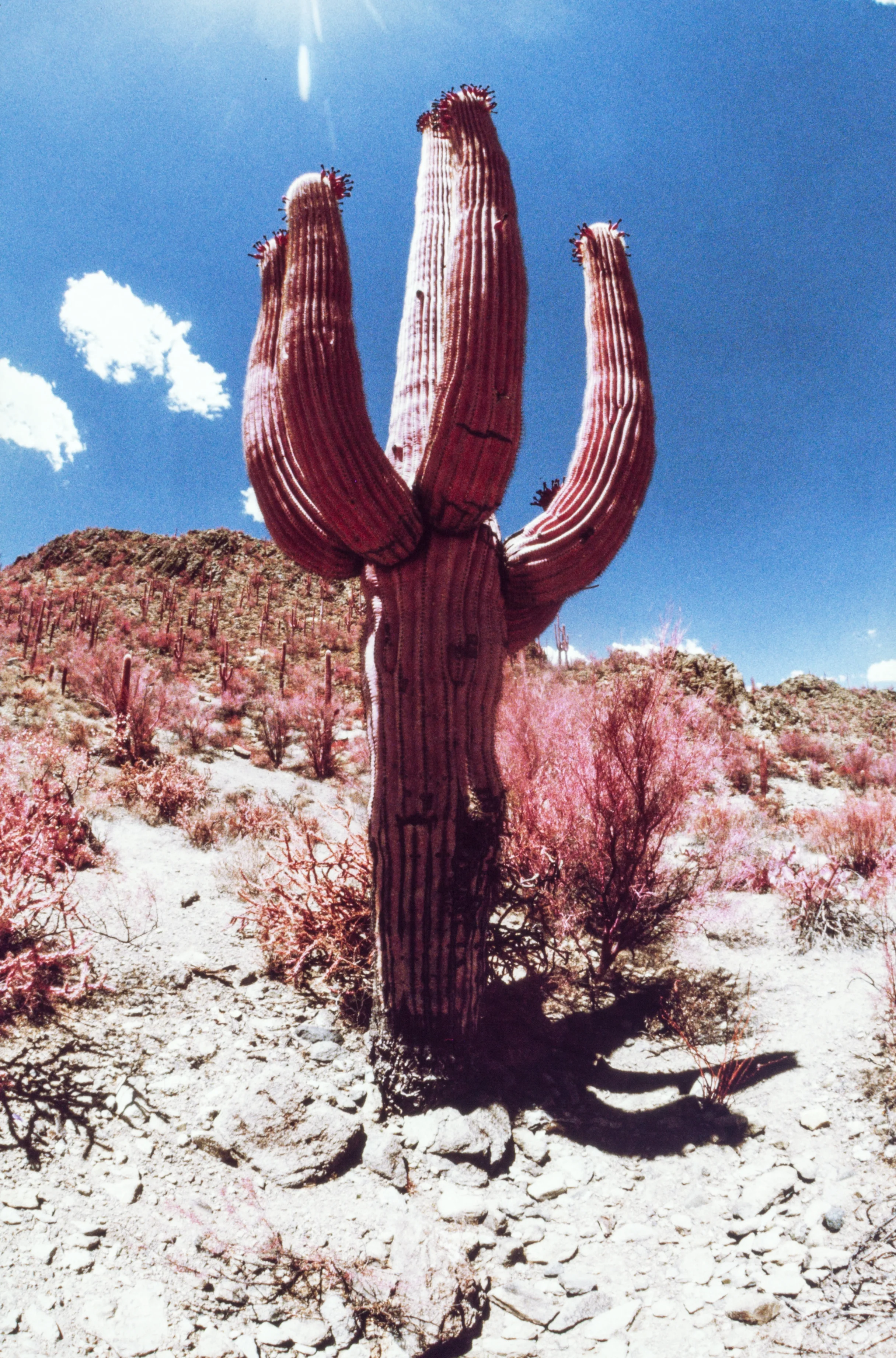 Saguaro in Infrared (Film Photography Podcast InfraChrome)