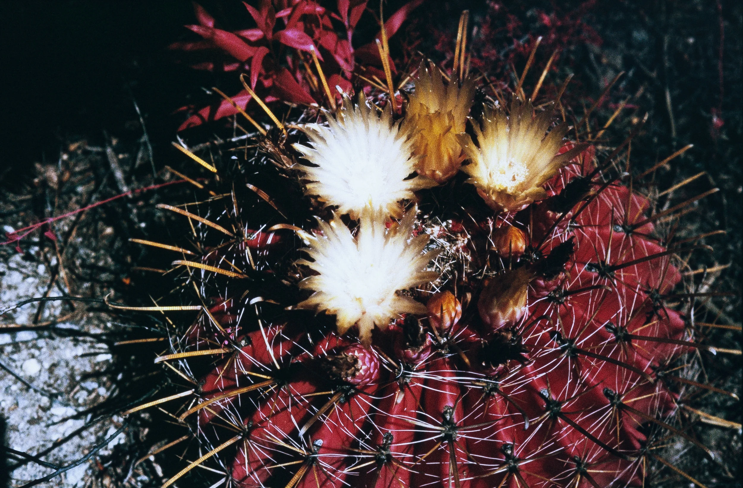 Barrel Cactus Blossoms in Infrared (Kodak Aerochrome III 1443)