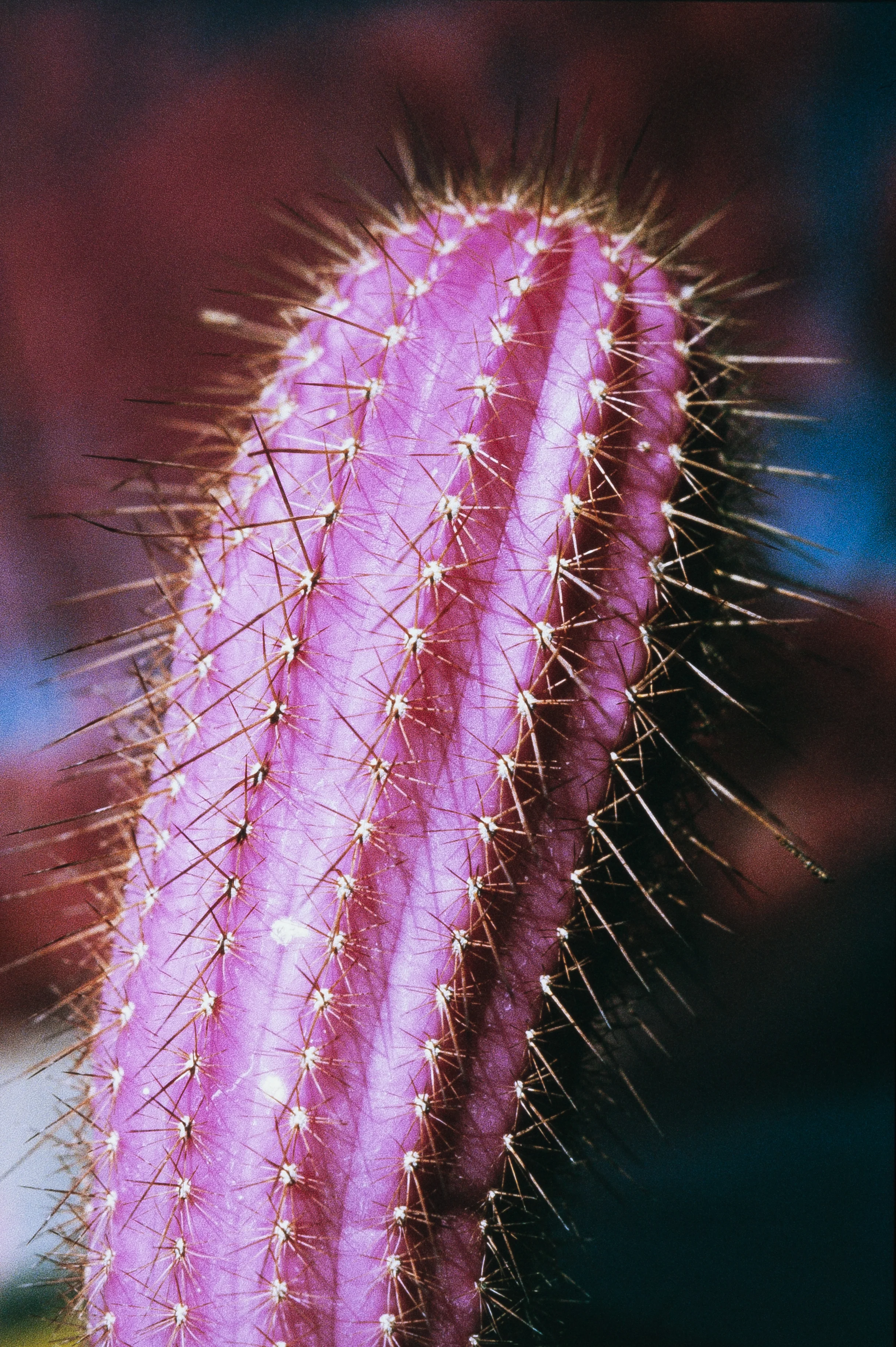 Potted Cacti in Infrared (Kodak Aerochrome III 1443)