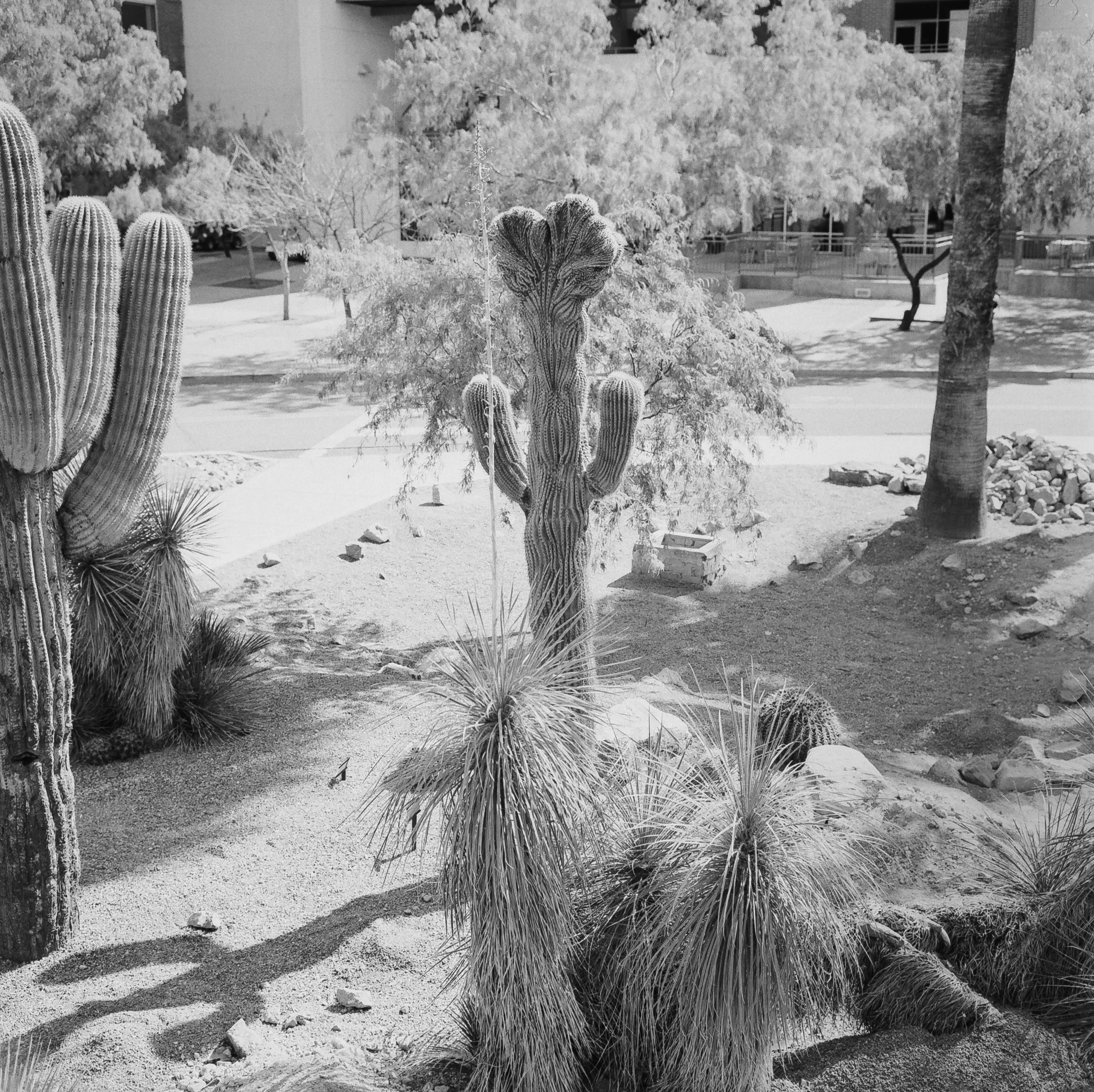 Crested Saguaro (Foma Fomapan 100)