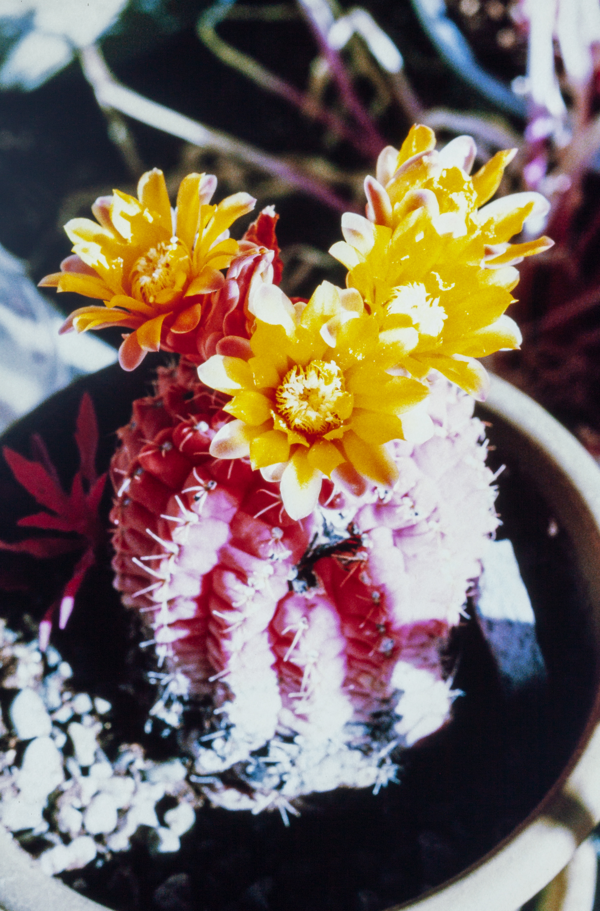 Potted Cactus with Four Blossoms in Infrared (Kodak Aerochrome III 1443)